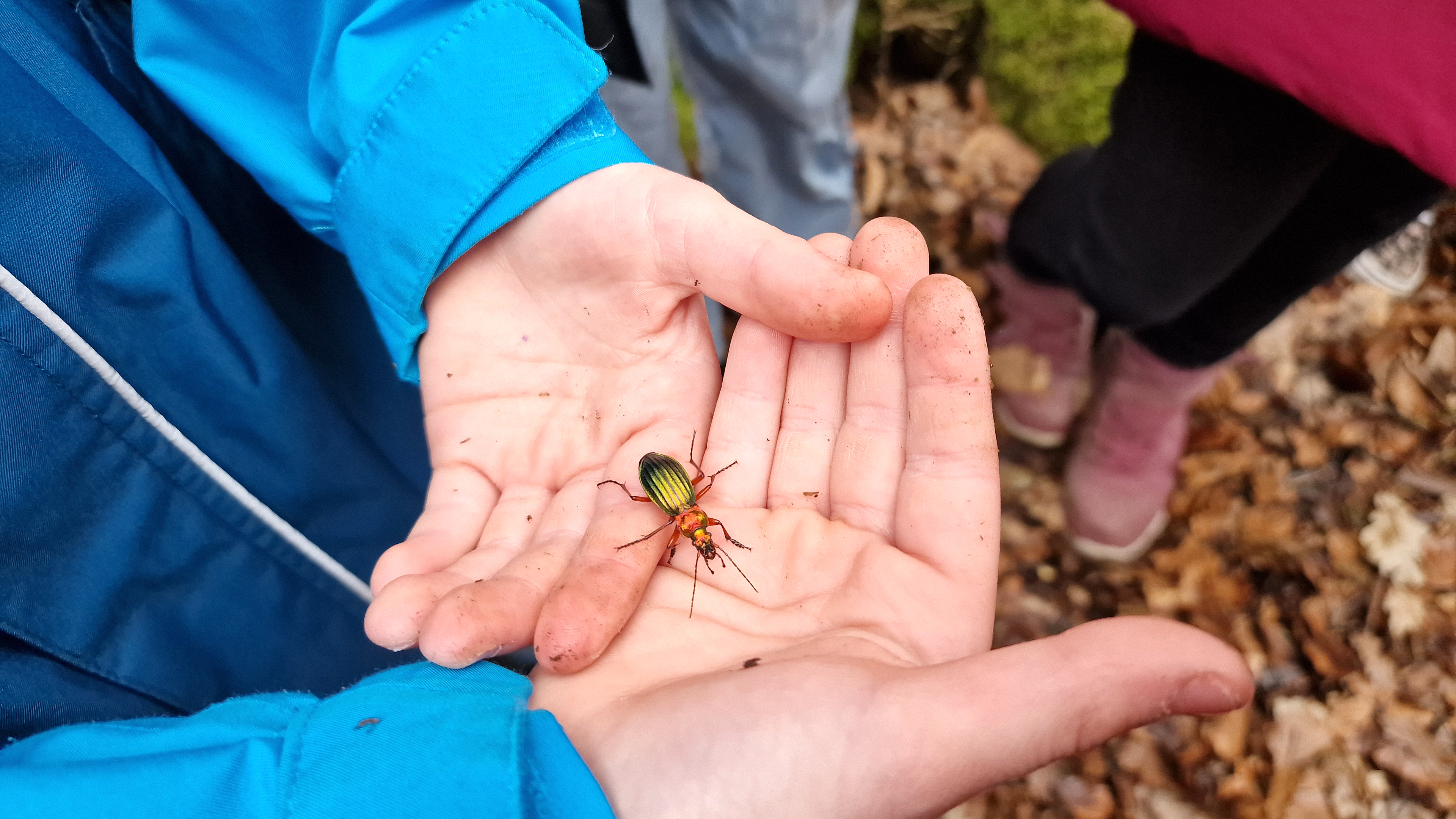 Junge hält einen Laufkäfer in der Hand