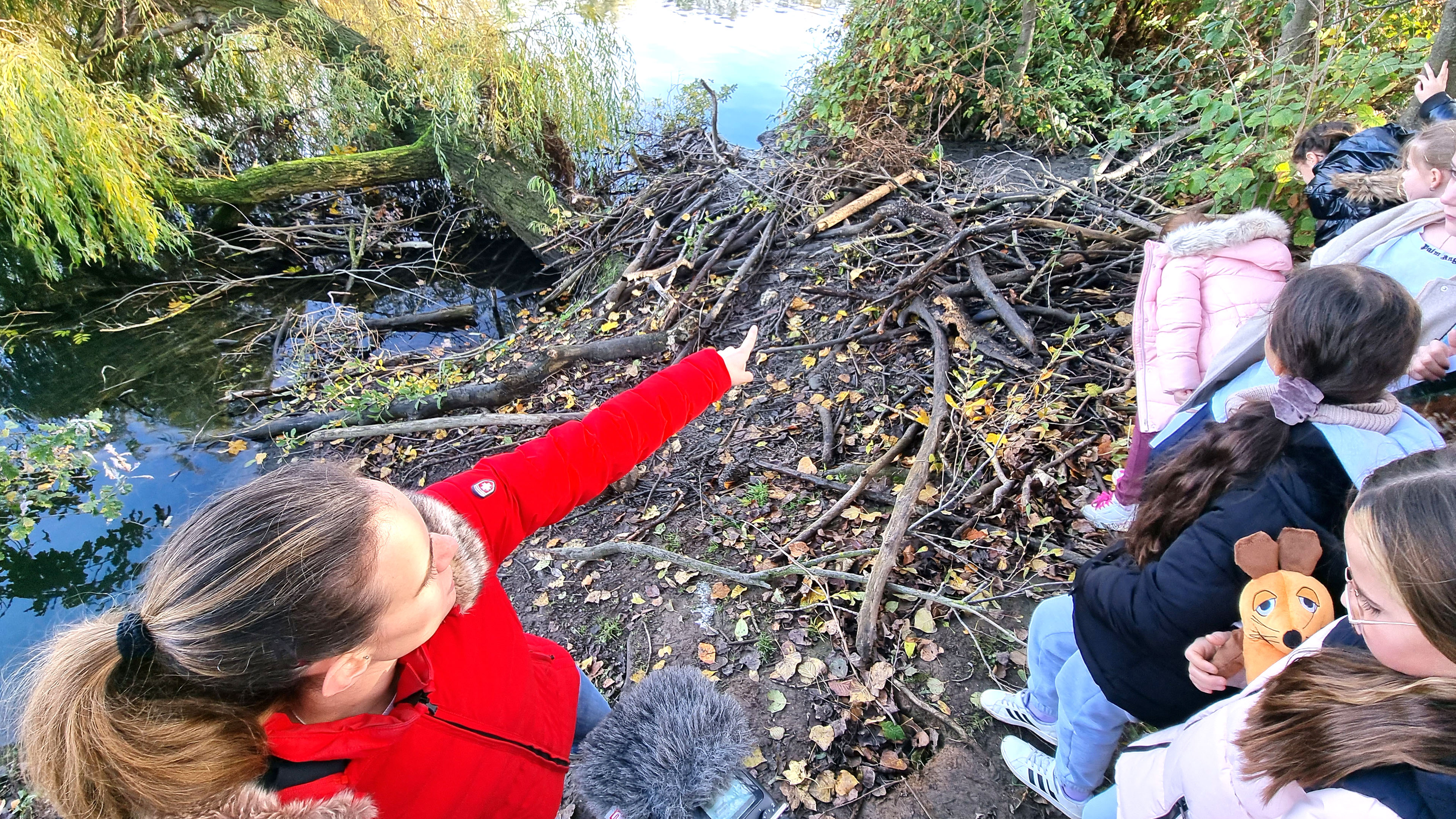 Biberburg versteckt unter Ästen am Alfonsosee