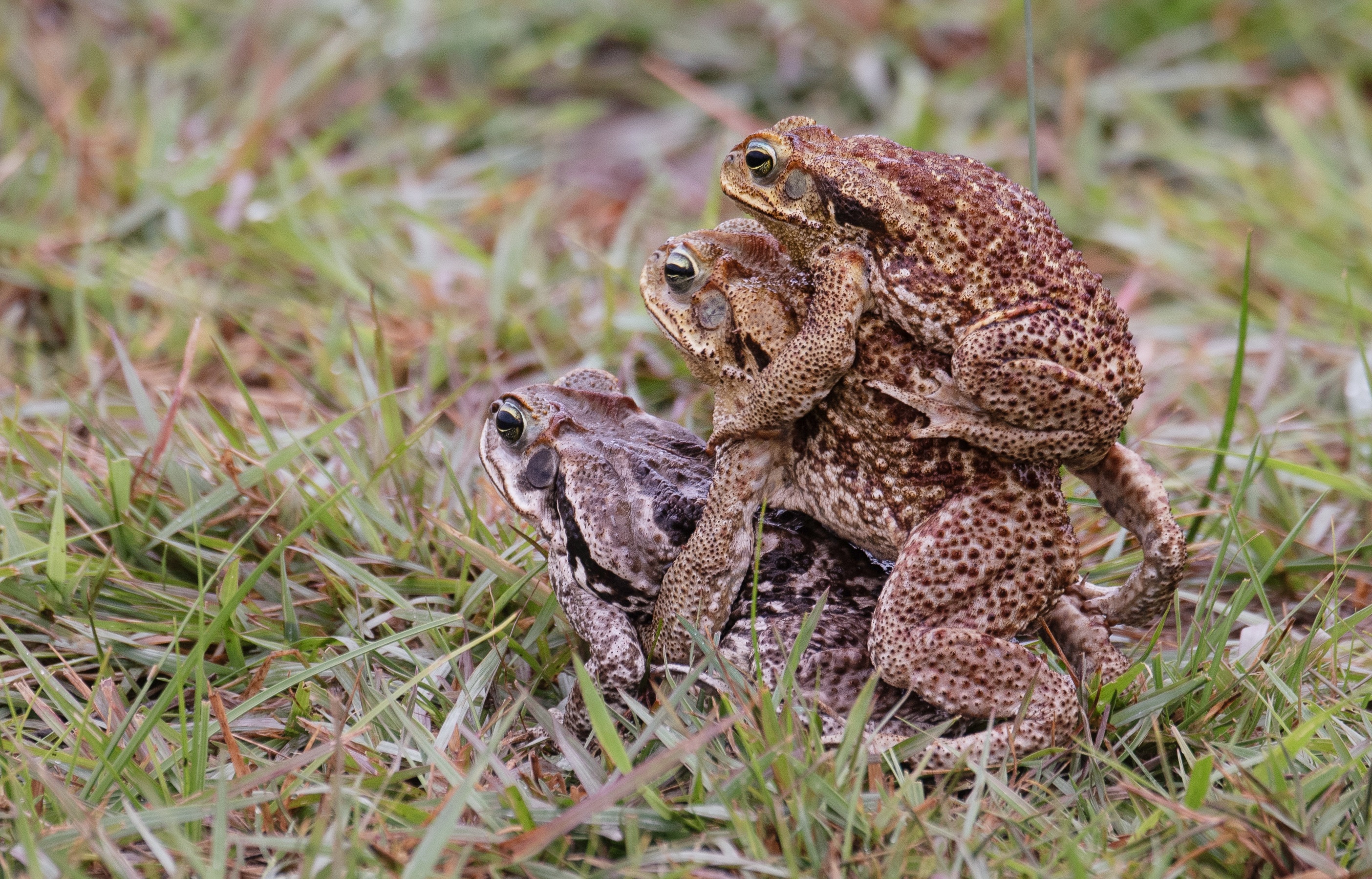 Frosch