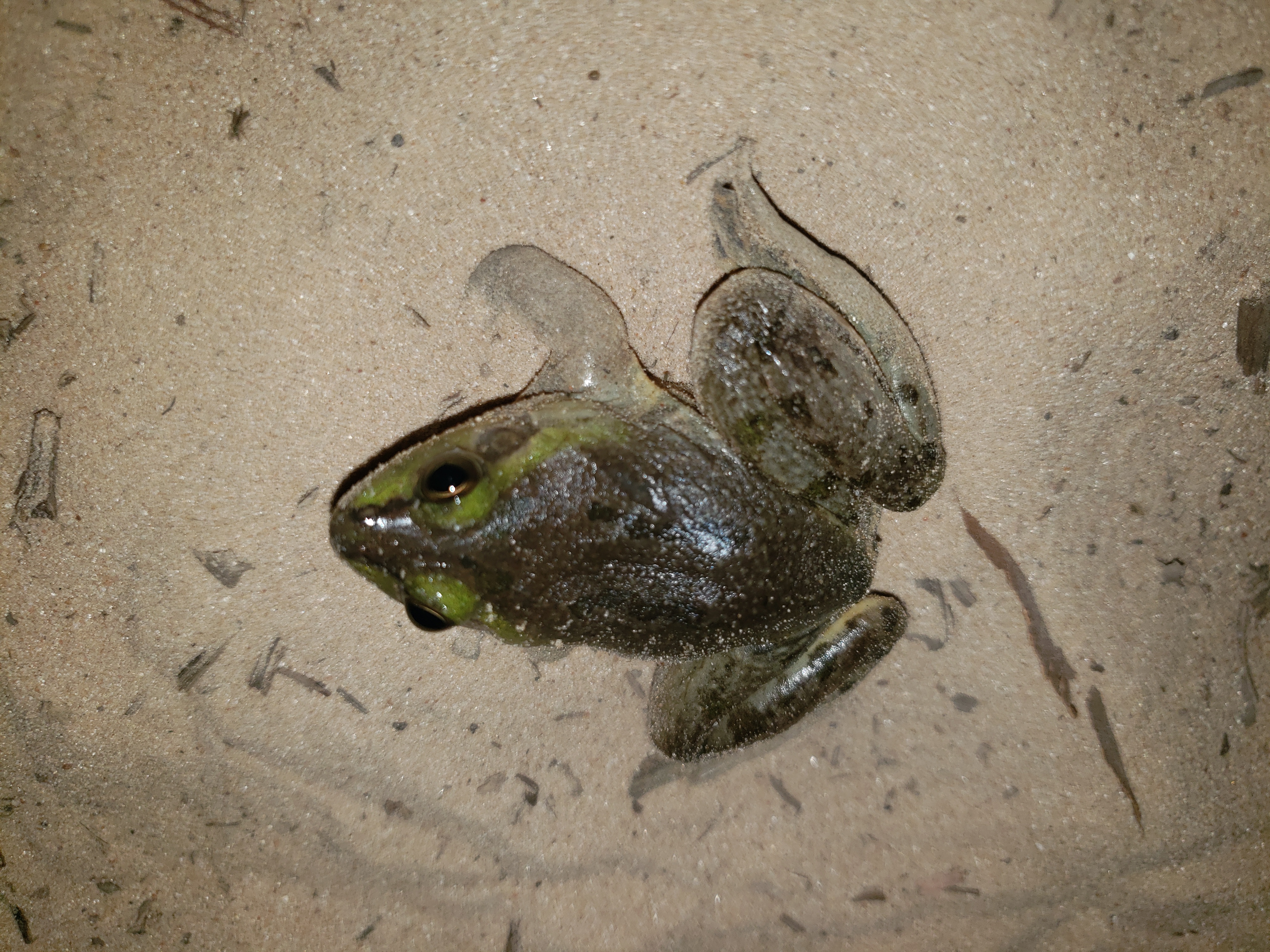 Frosch