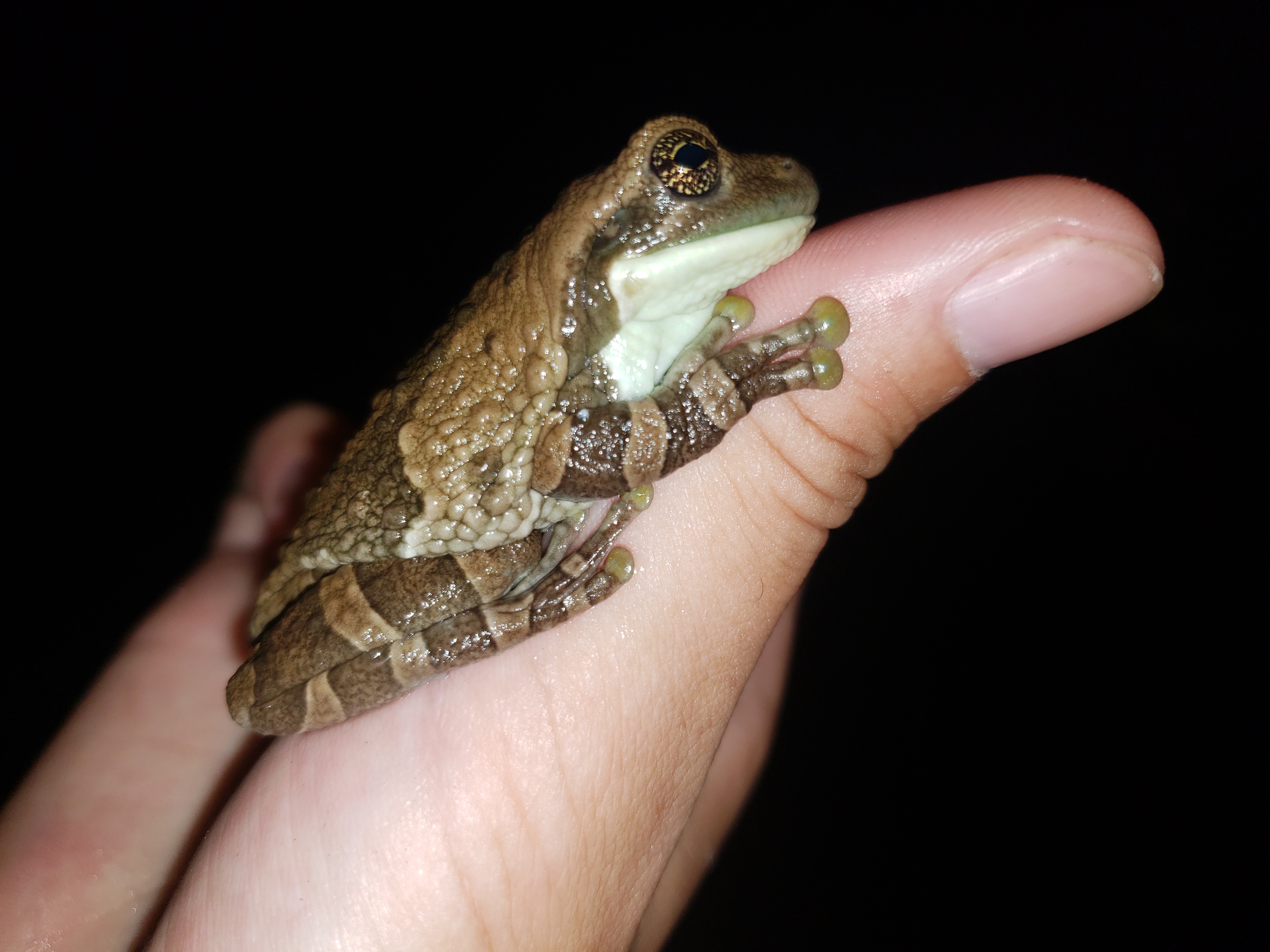 Frosch
