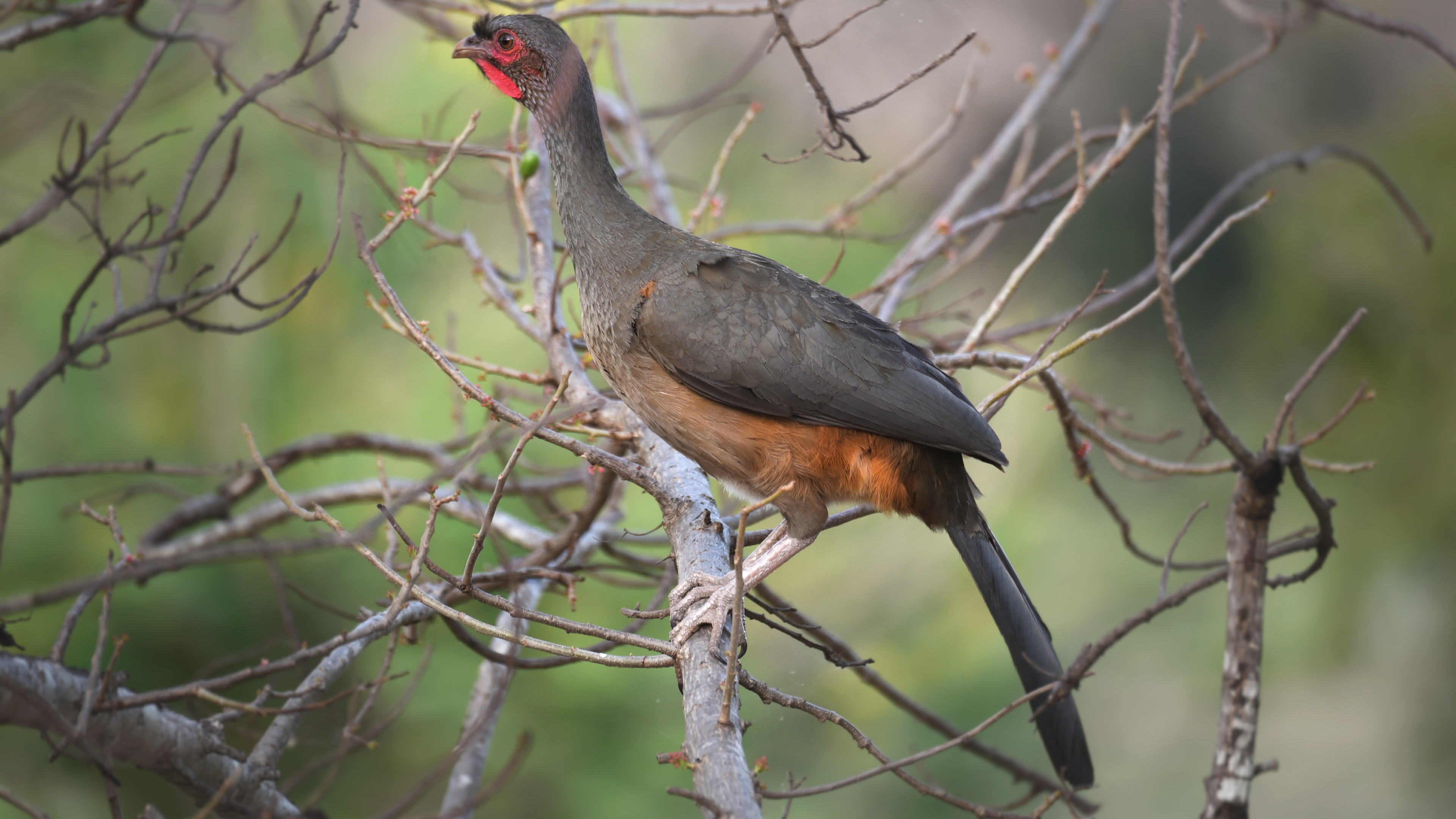 Pantanal