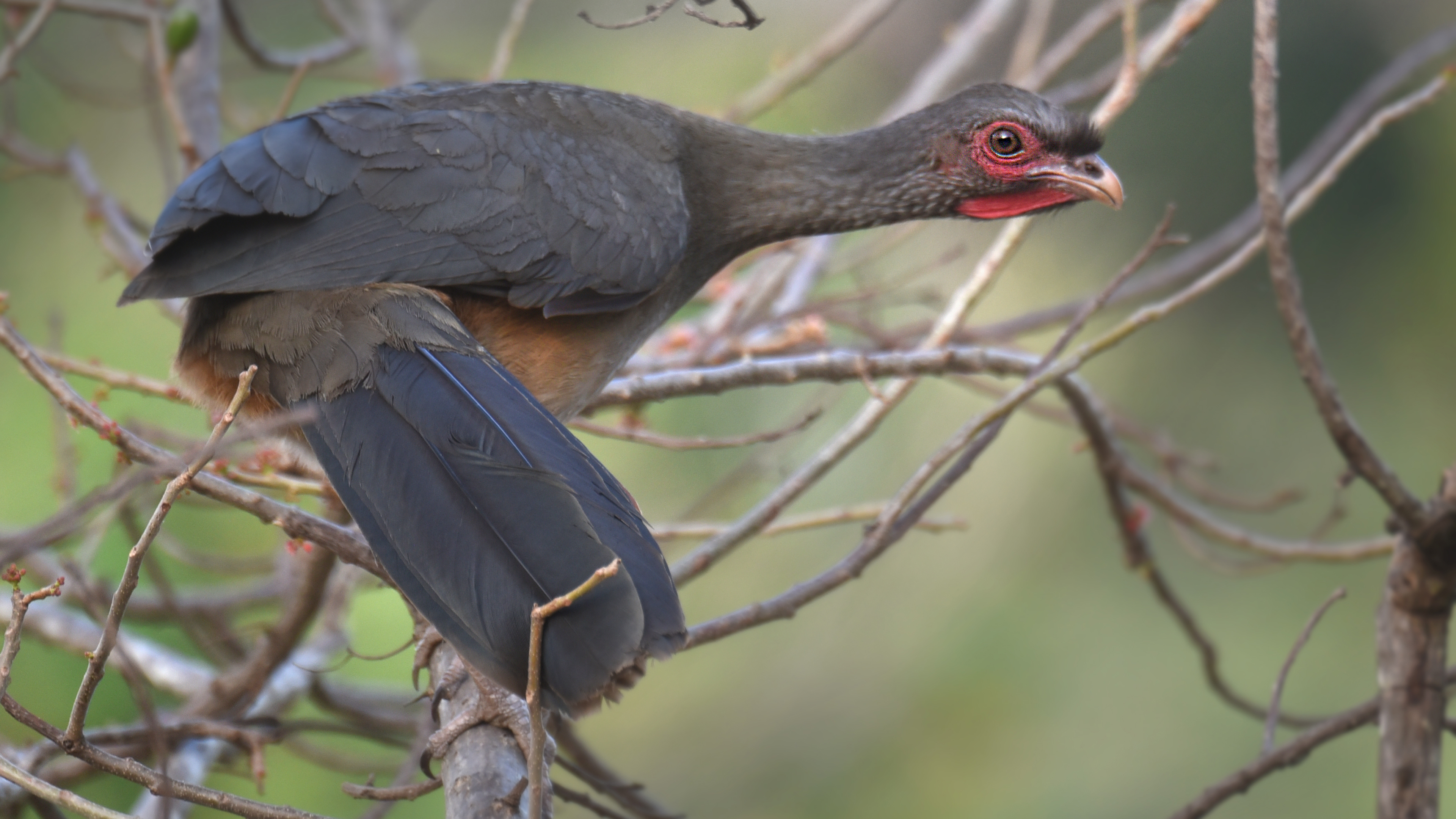 Pantanal