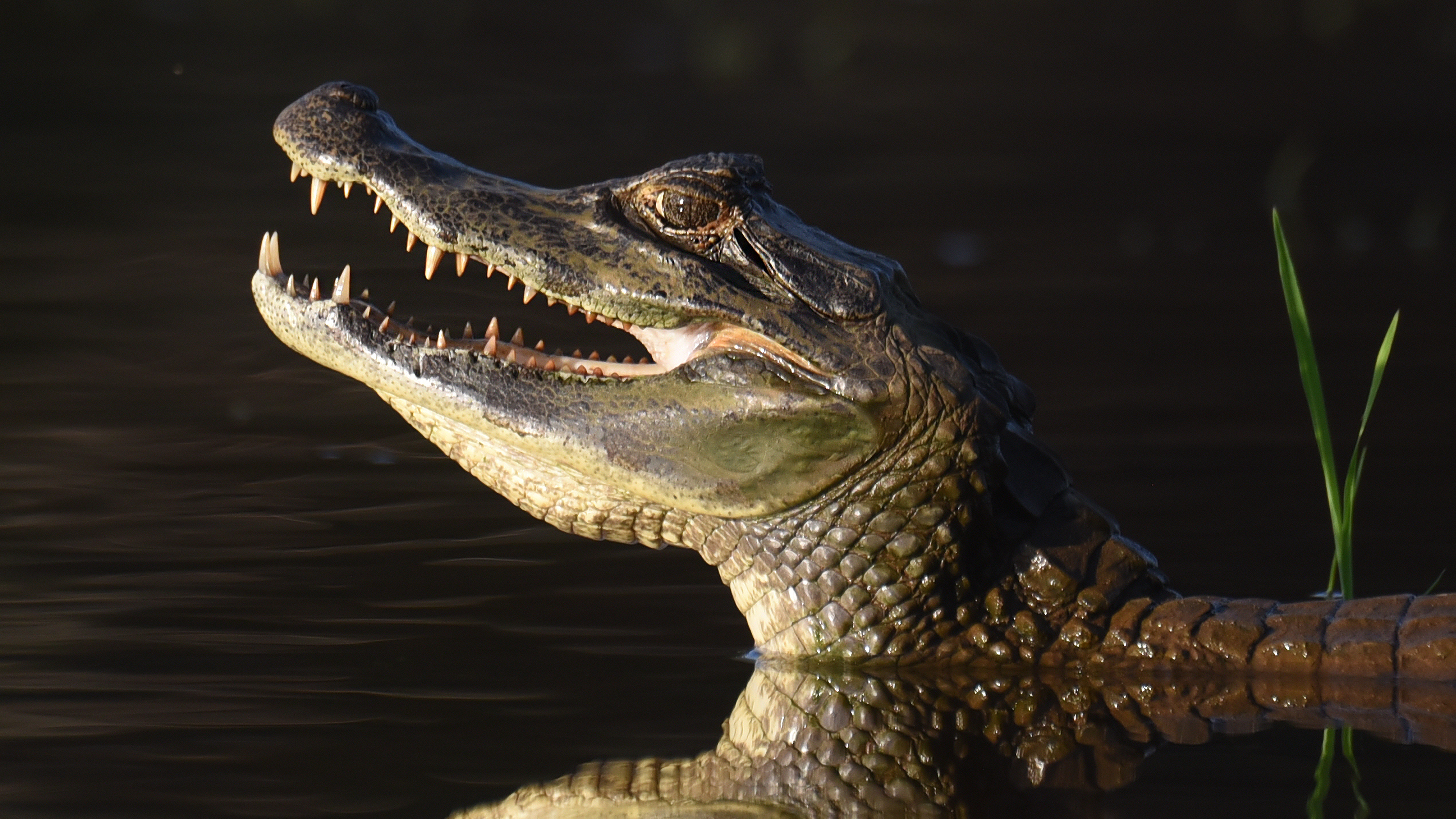 Auf dem Fluss im Pantanal, WDR / Lydia Möcklinghoff