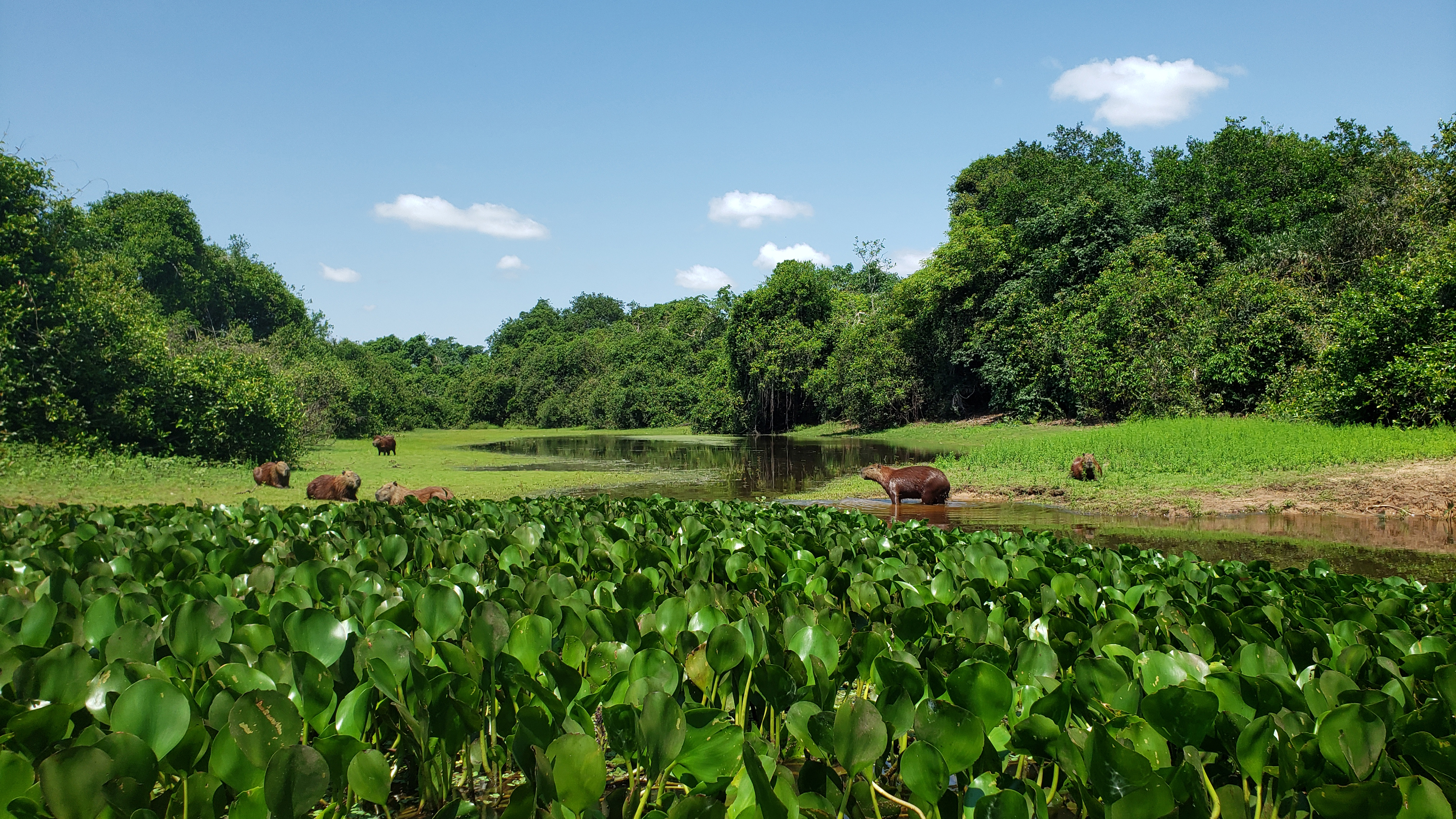 Auf dem Fluss im Pantanal, WDR / Lydia Möcklinghoff