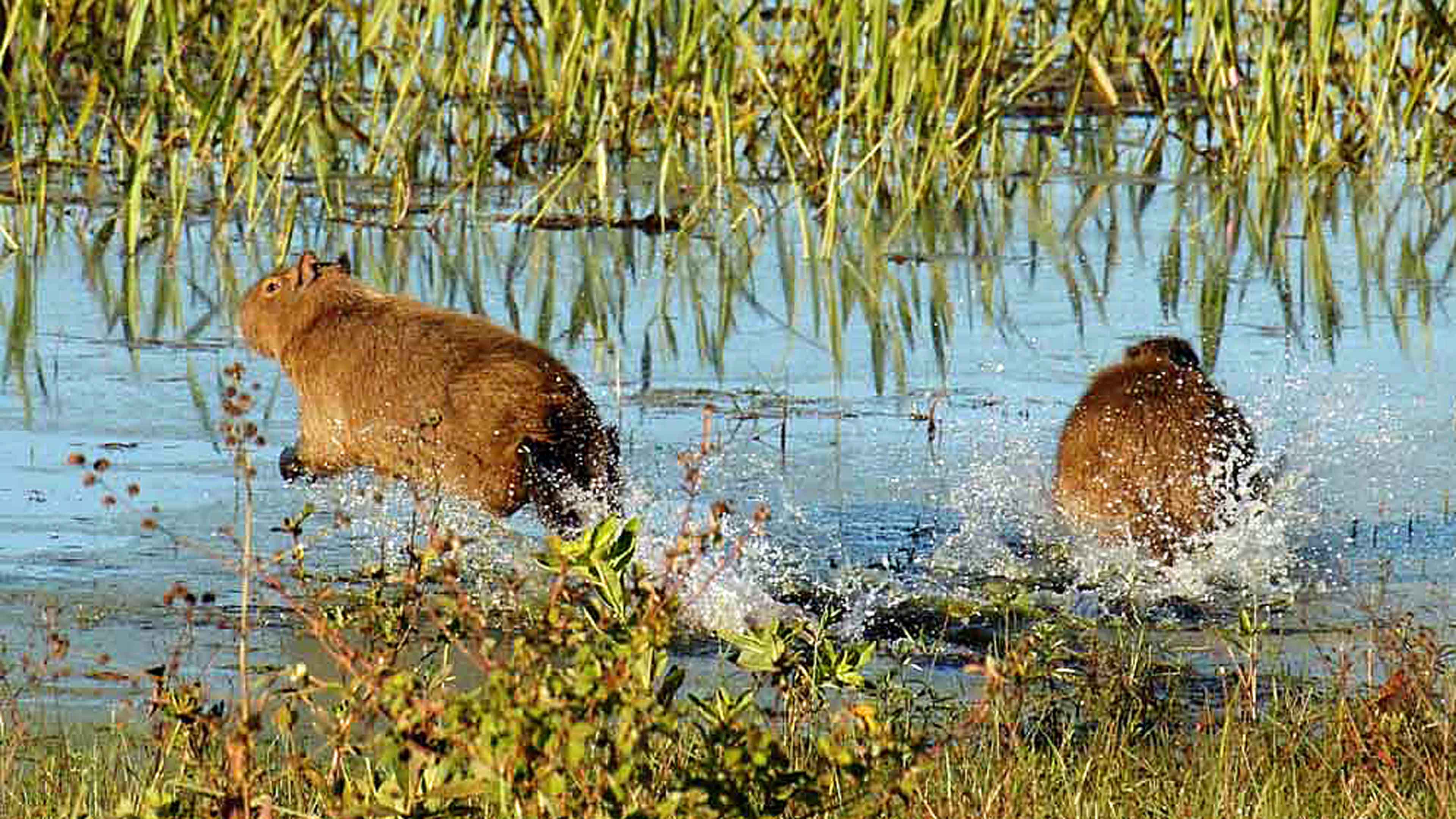 Auf dem Fluss im Pantanal, WDR / Lydia Möcklinghoff