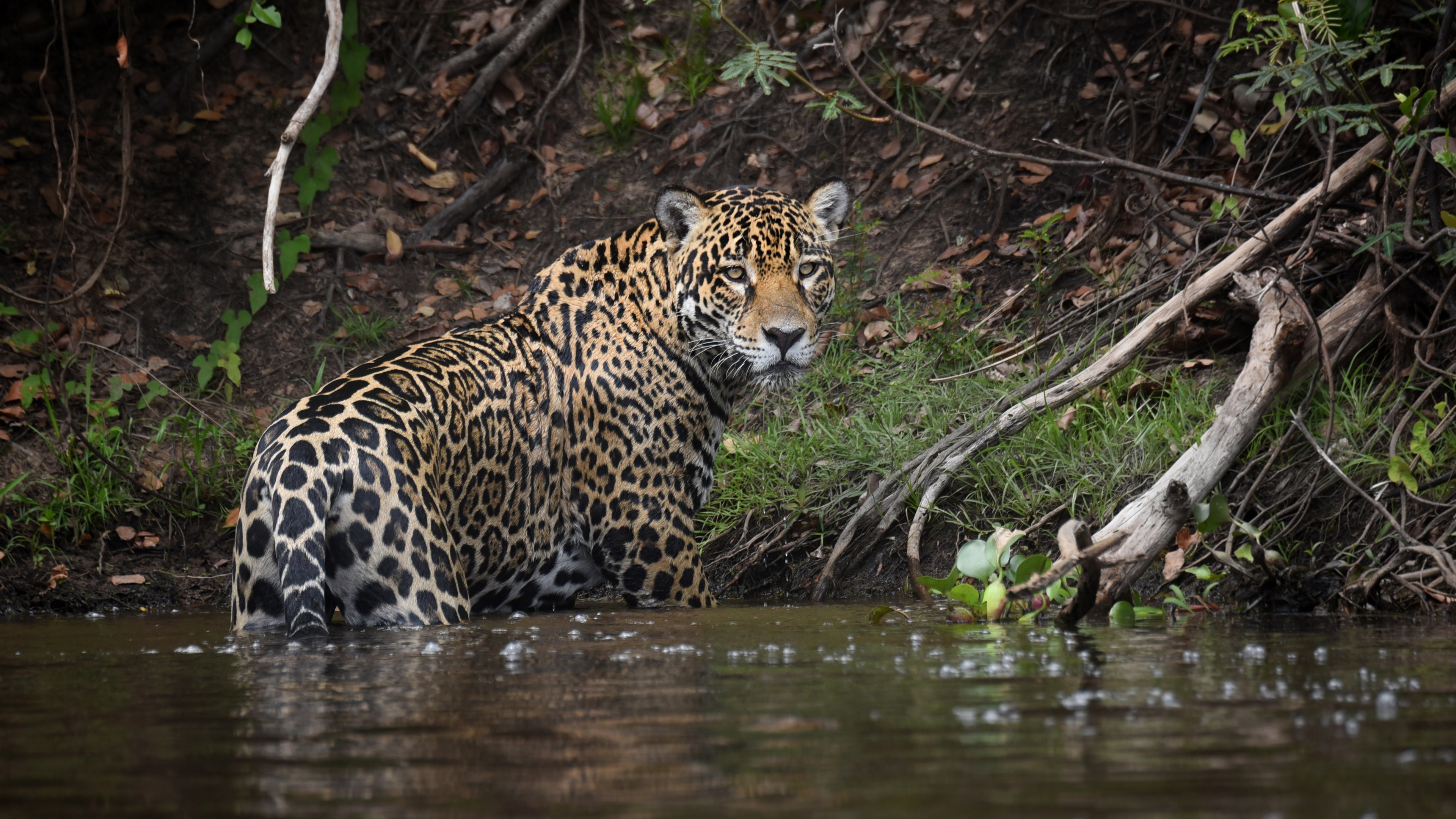 Auf dem Fluss im Pantanal, WDR / Lydia Möcklinghoff