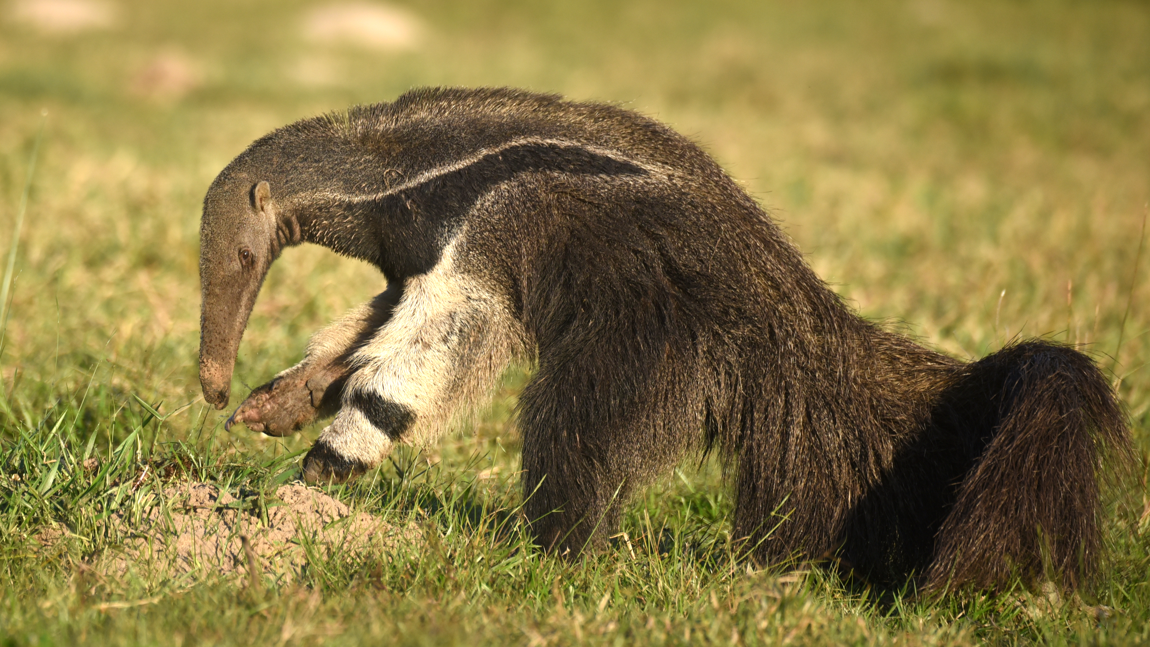 Ameisenbär auf einer Wiese