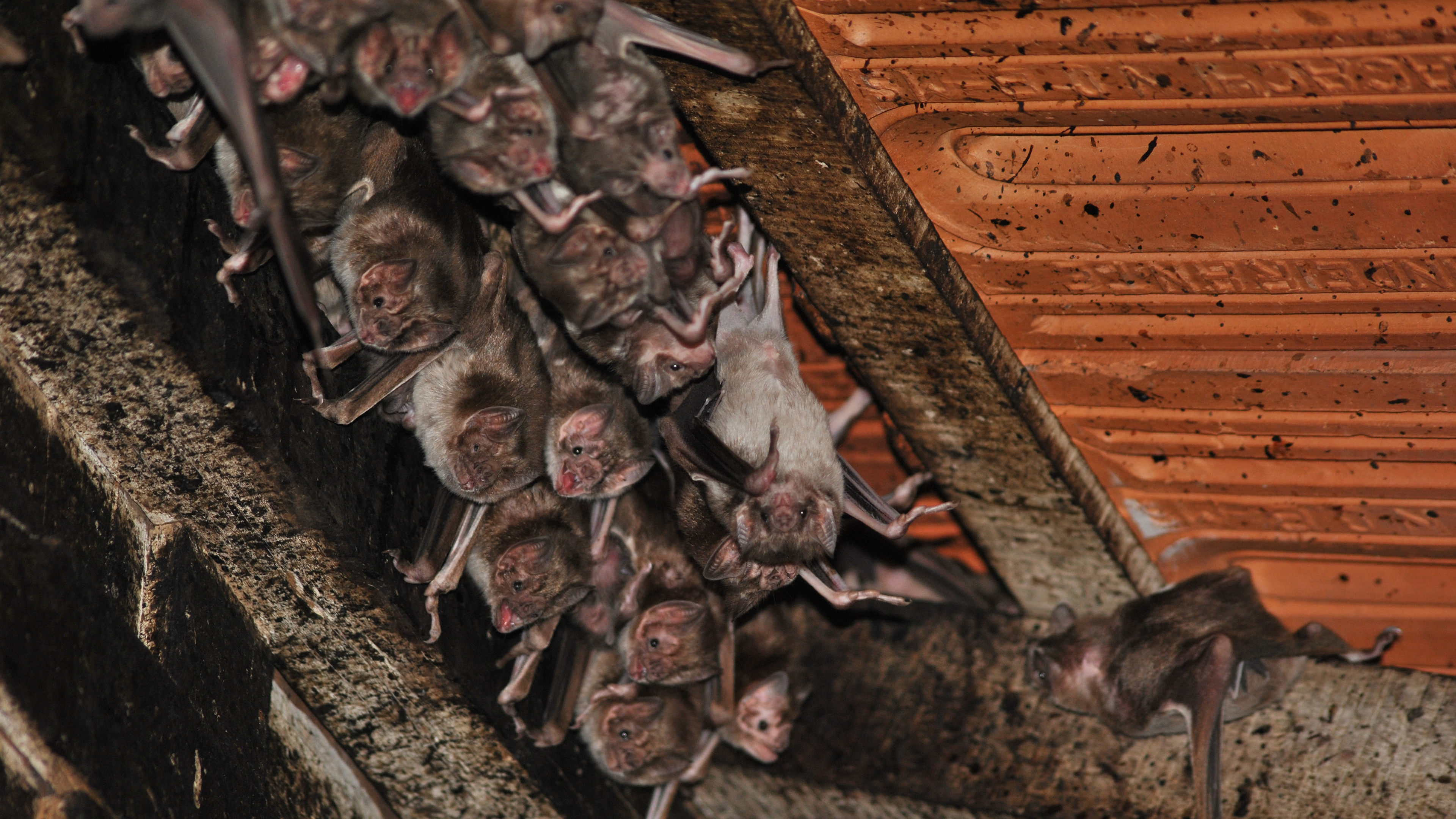 Vampirfledermäuse