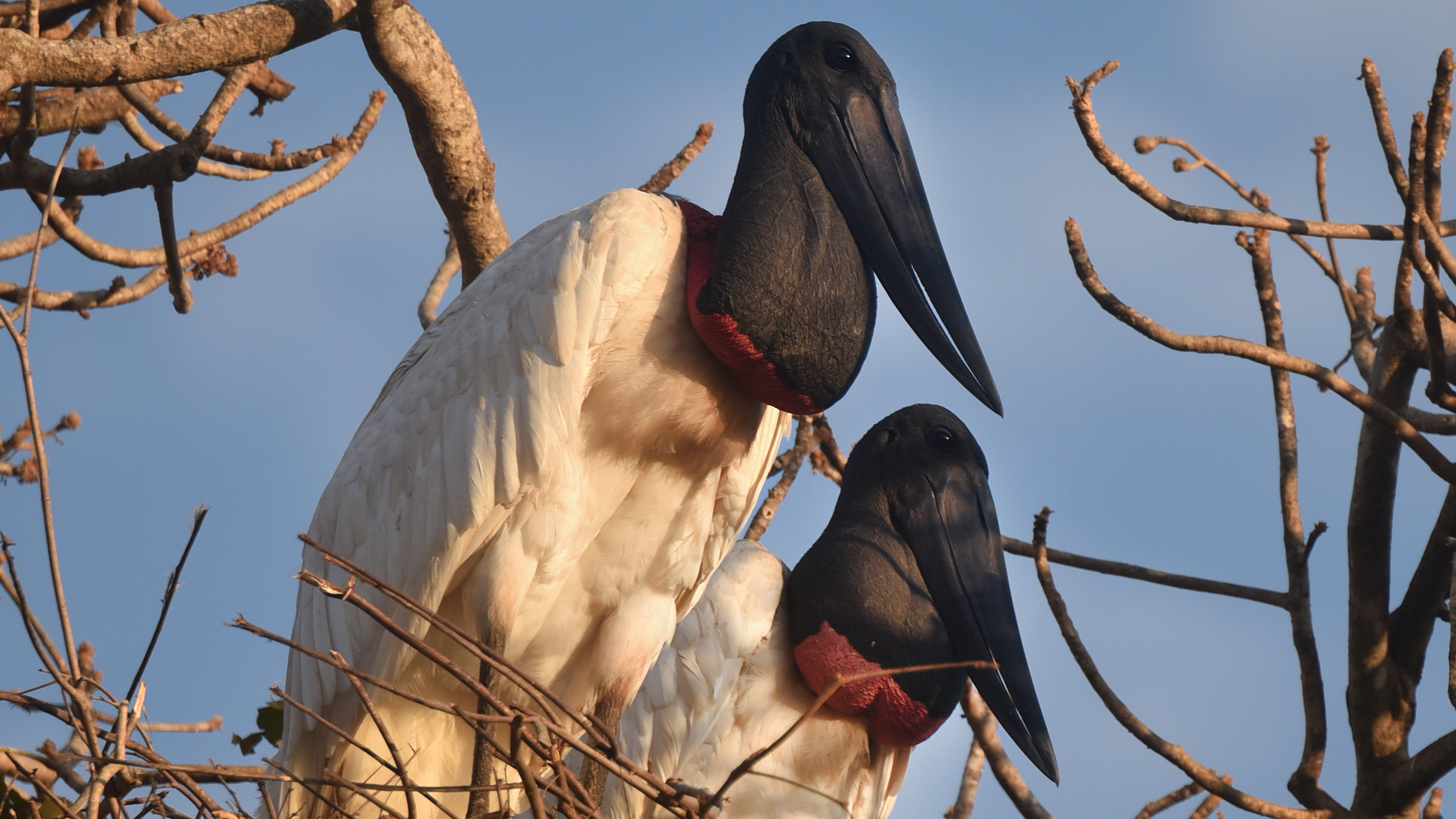 Pantanal / Lydia Möcklinghoff