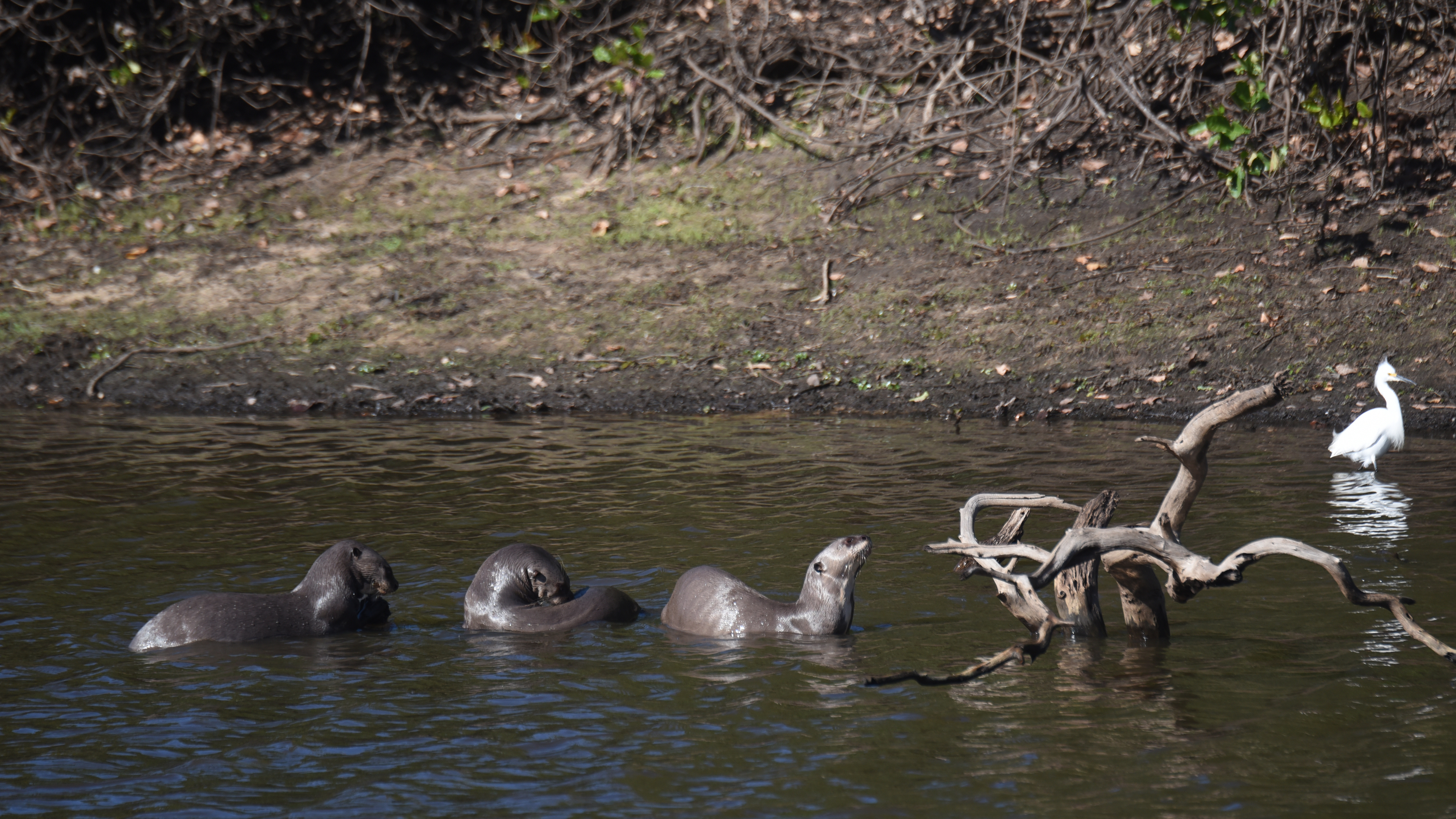 drei Riesenotter im Wasser