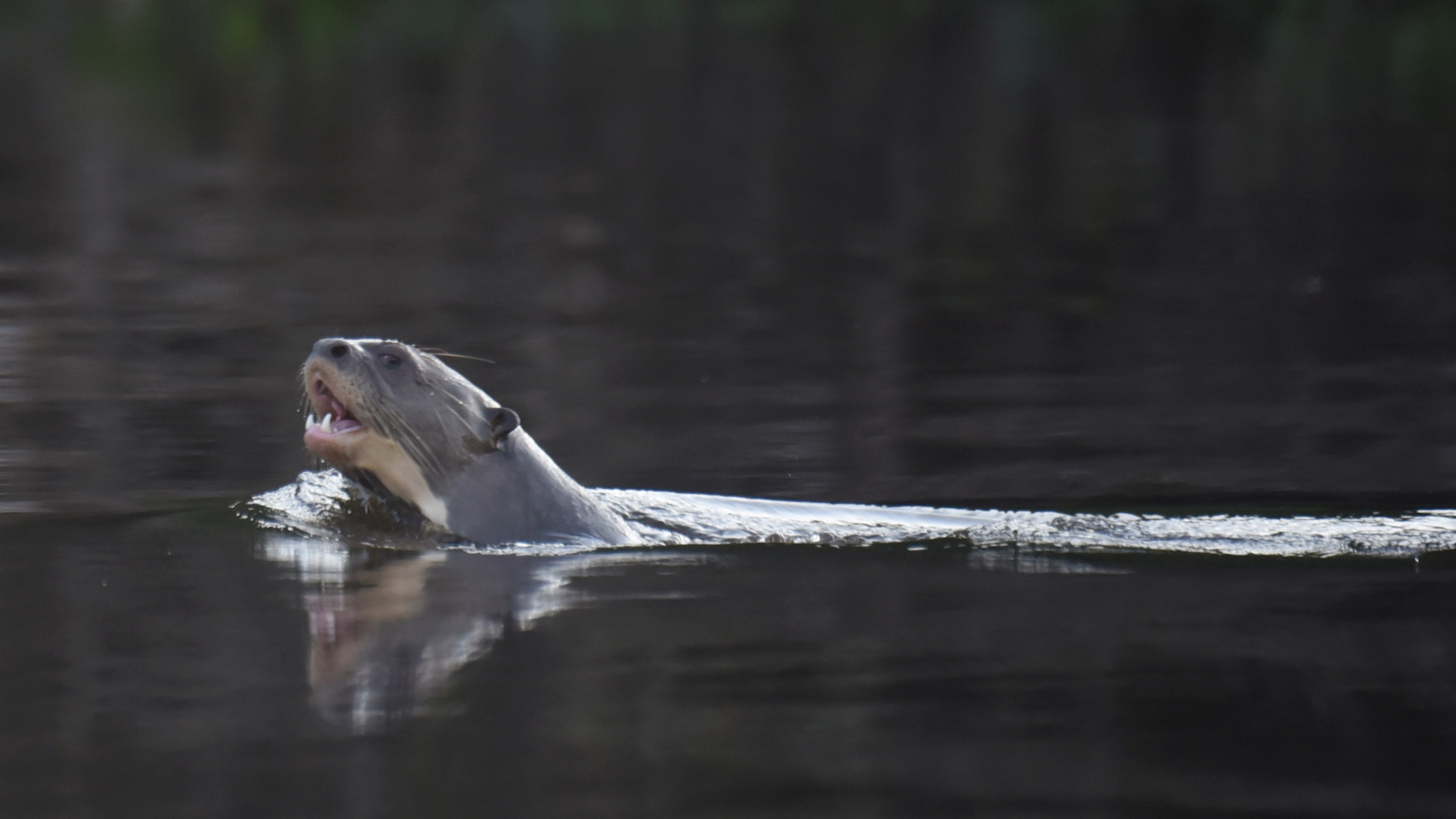 Riesenotter im Wasser