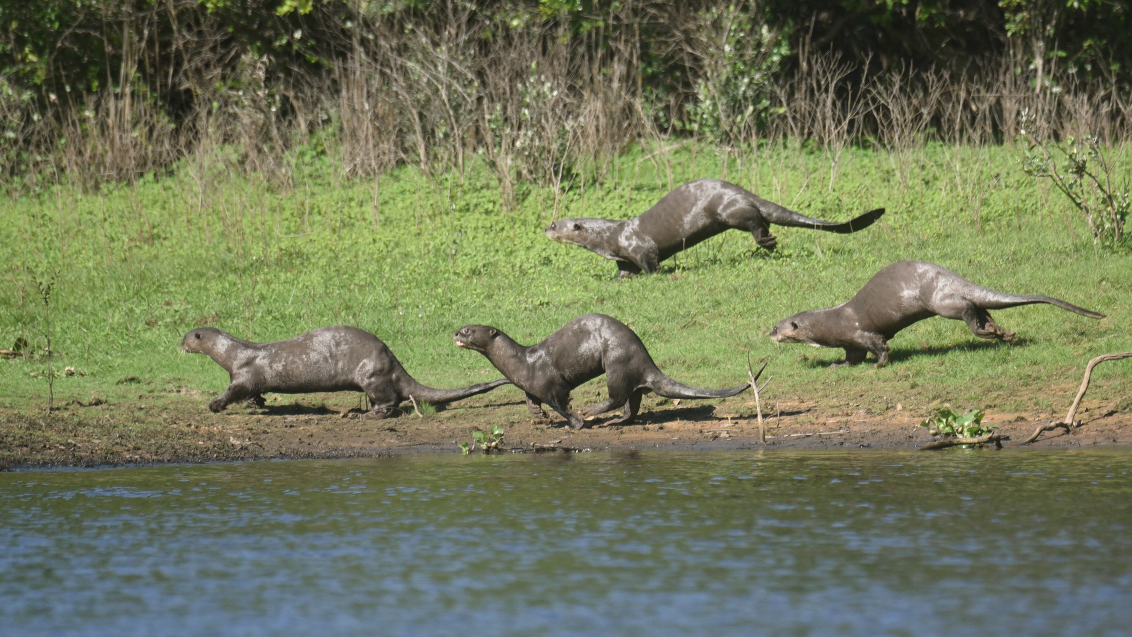 Riesenotter-Familie am Ufer