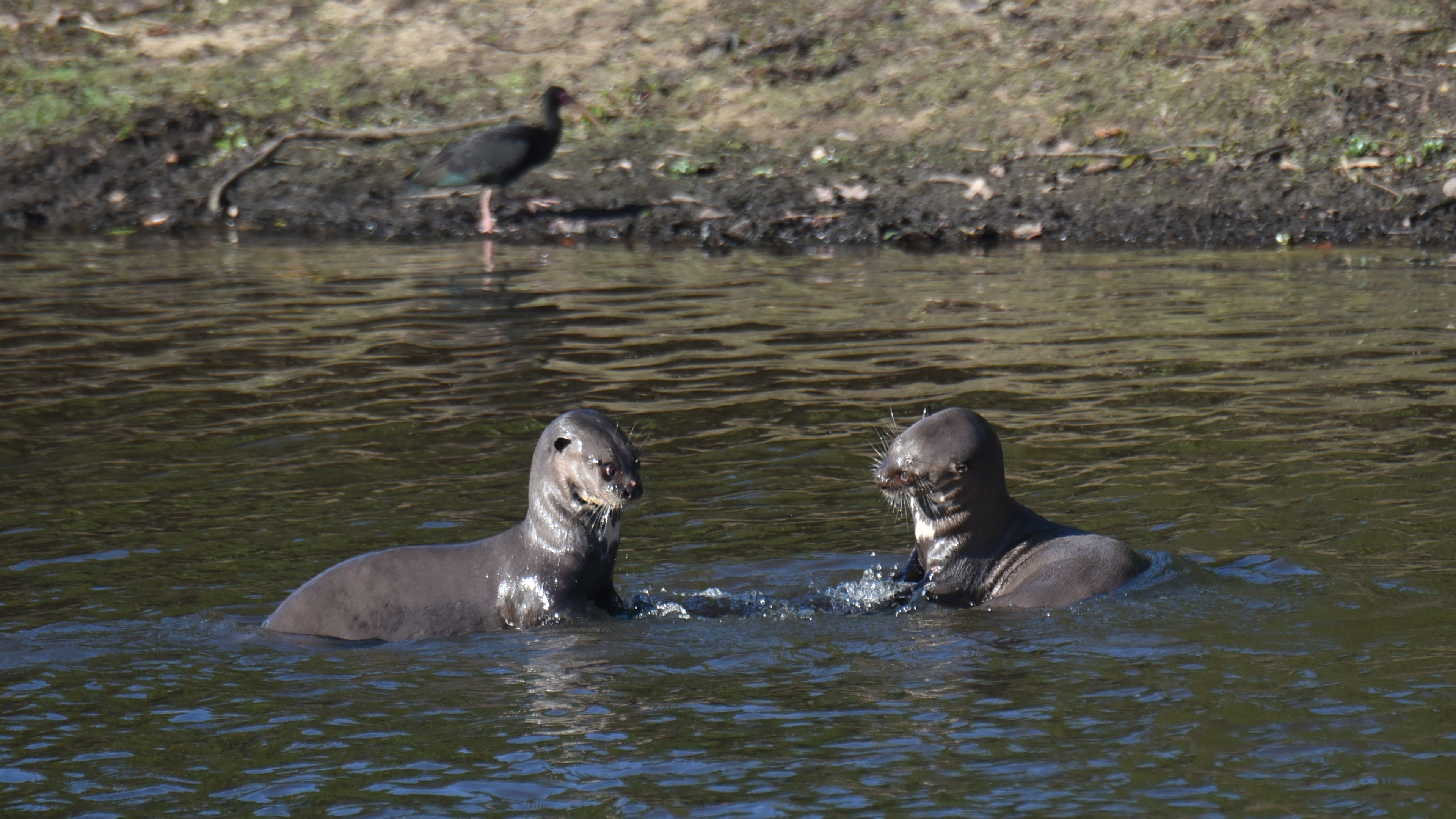 Zwei Riesenotter im Wasser