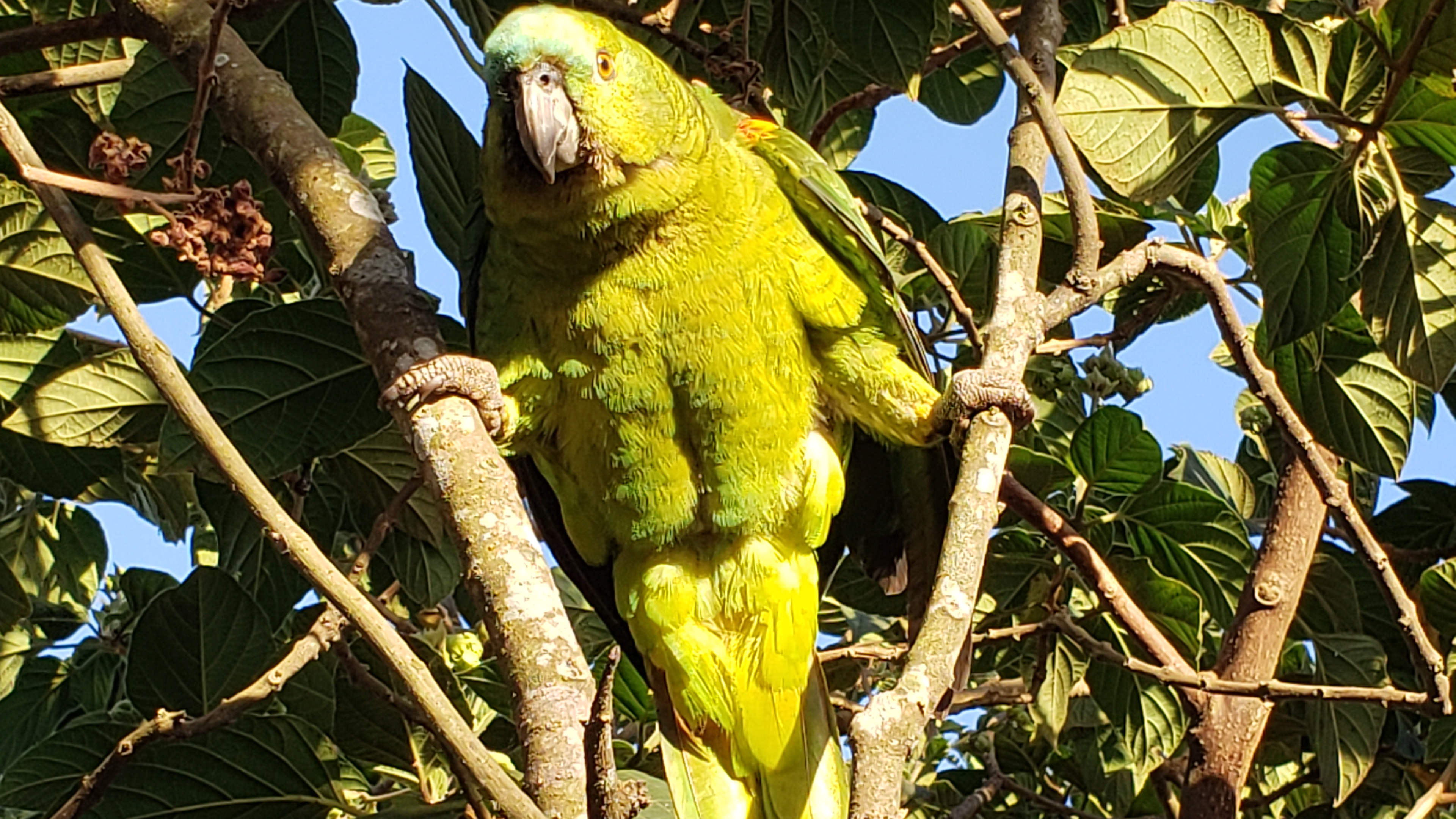 Papagei Lola