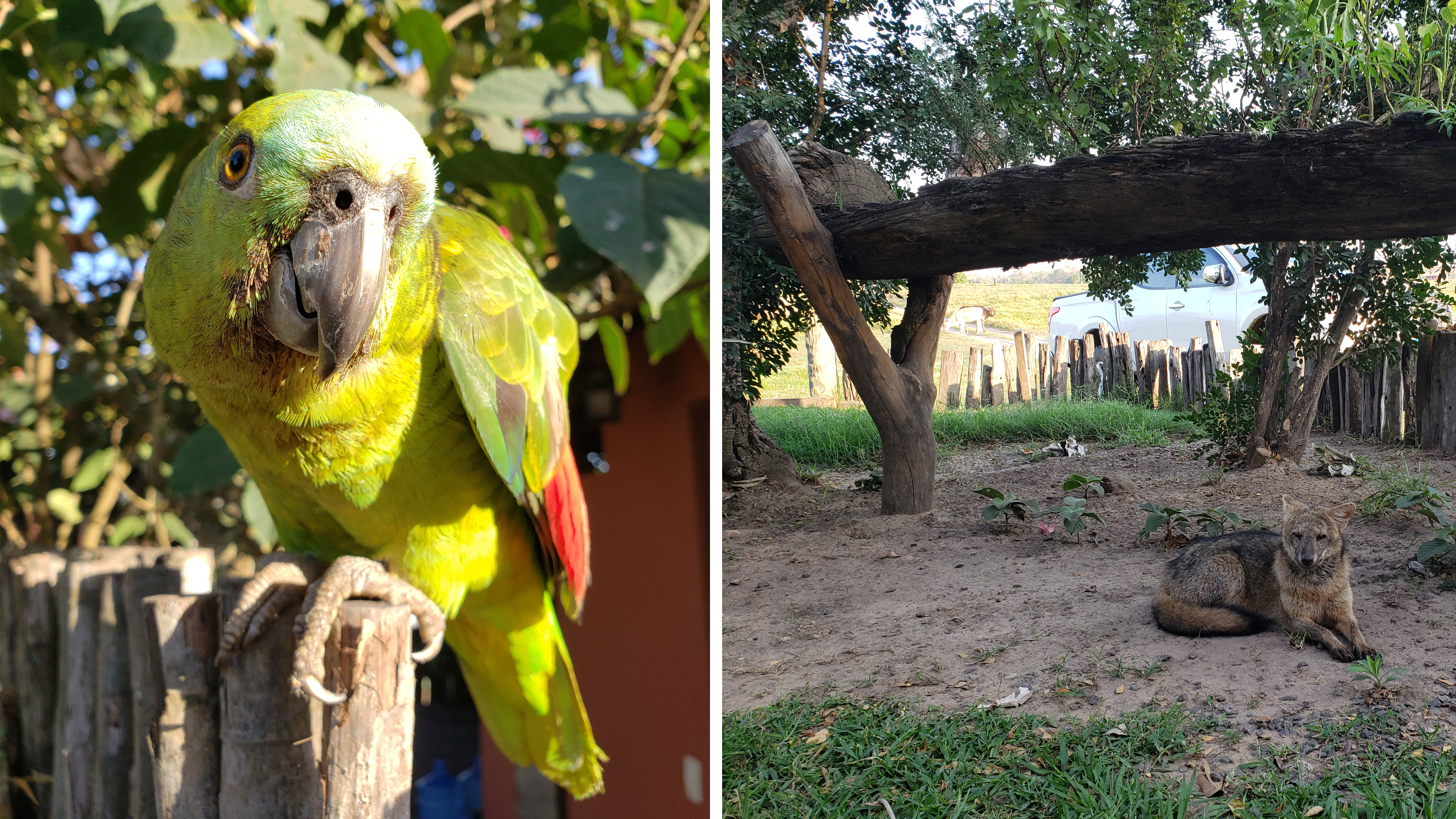 Papagei Lola und Krabbenfuchs Gloria