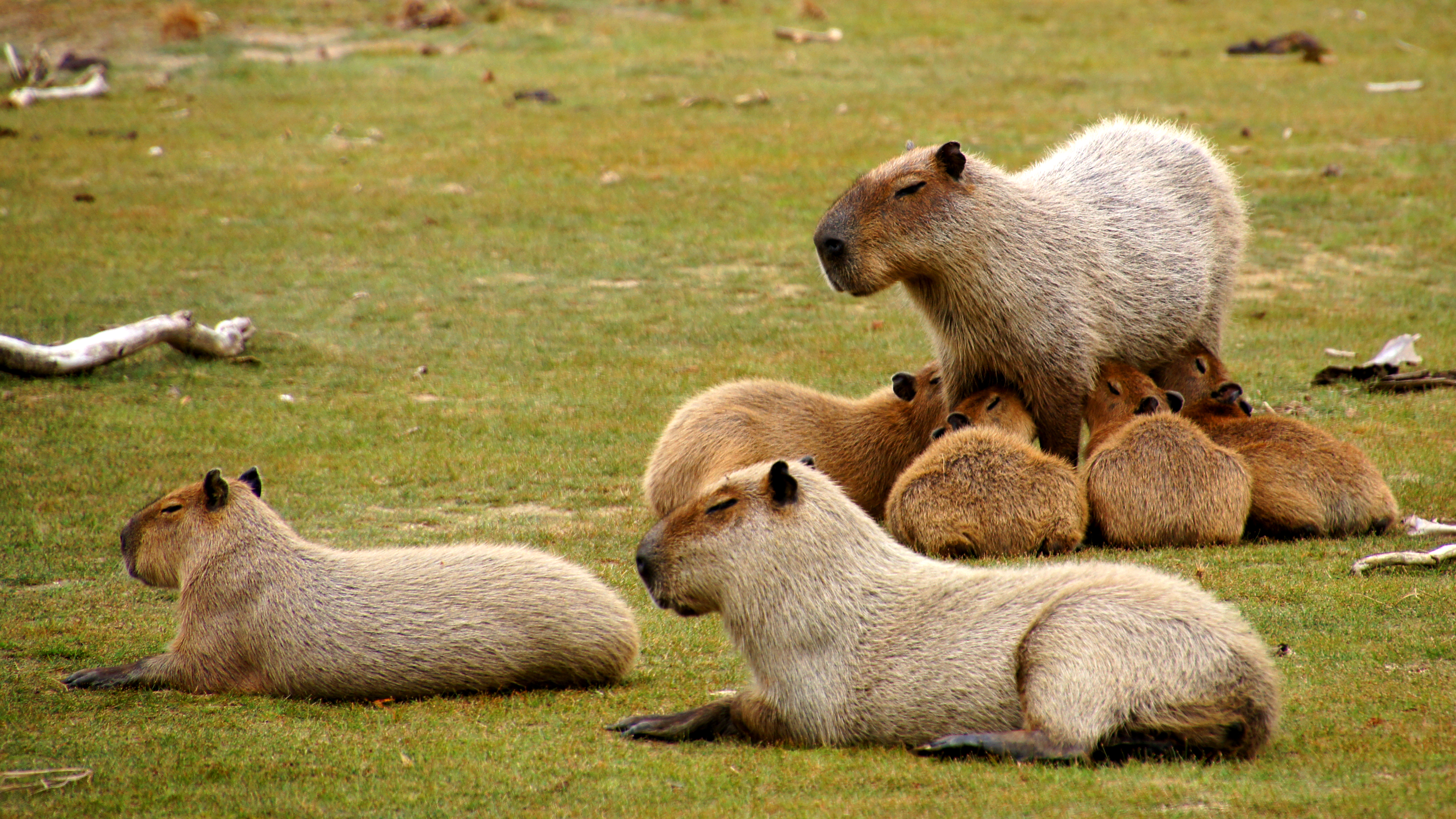 Capybaras auf einer Wiese, eine Mutter säugt vier Jungtiere