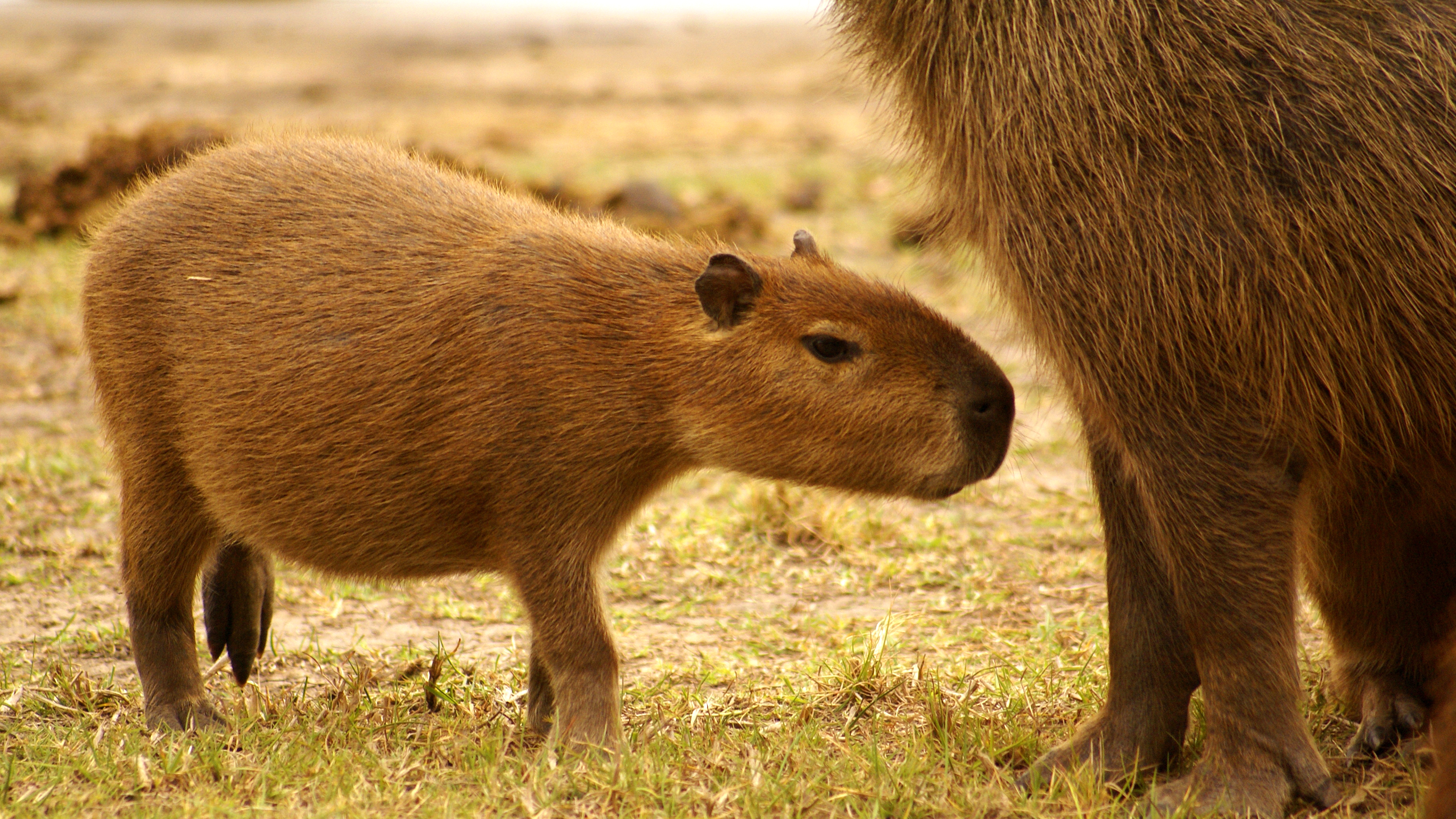 Capybara-Jungtier neben einem ausgewachsenen Capybara