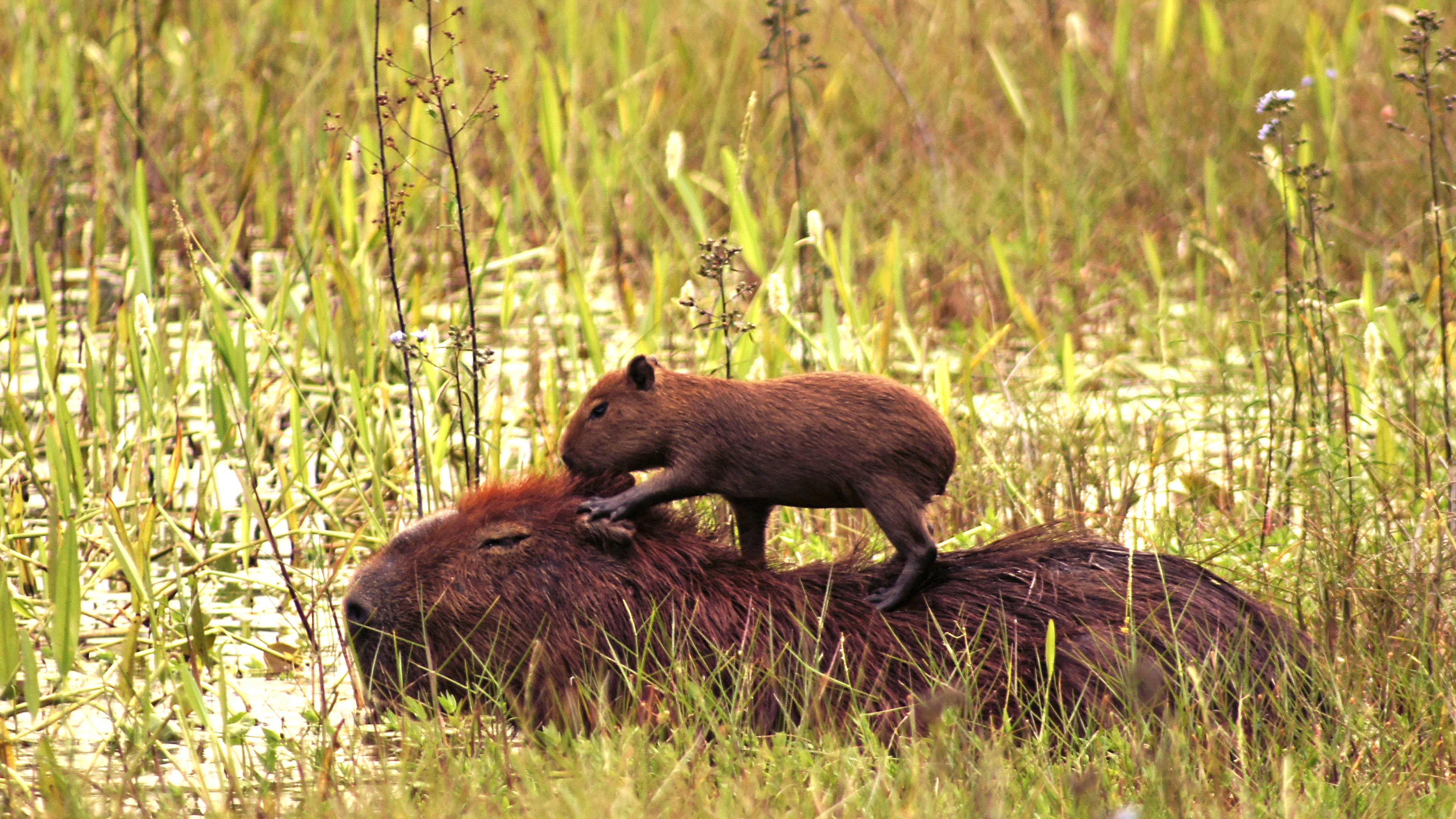 Capybara-Jungtier auf dem Rücken seiner Mutter