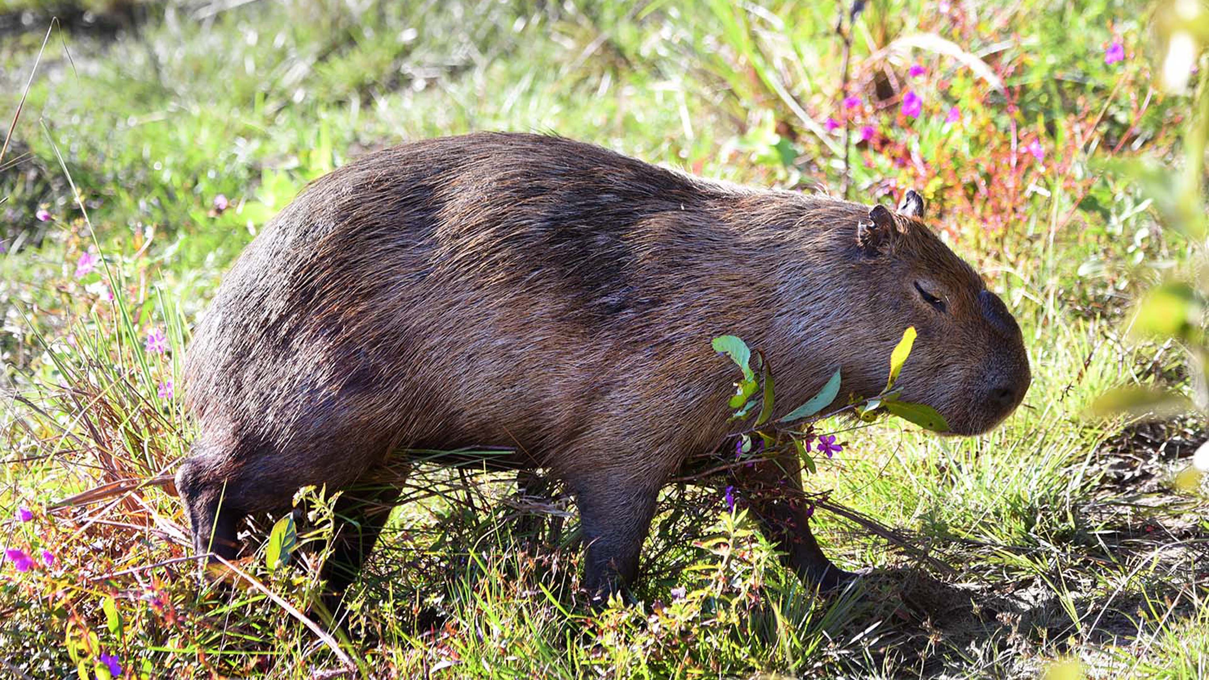 Capybara-Männchen läuft über eine Wiese