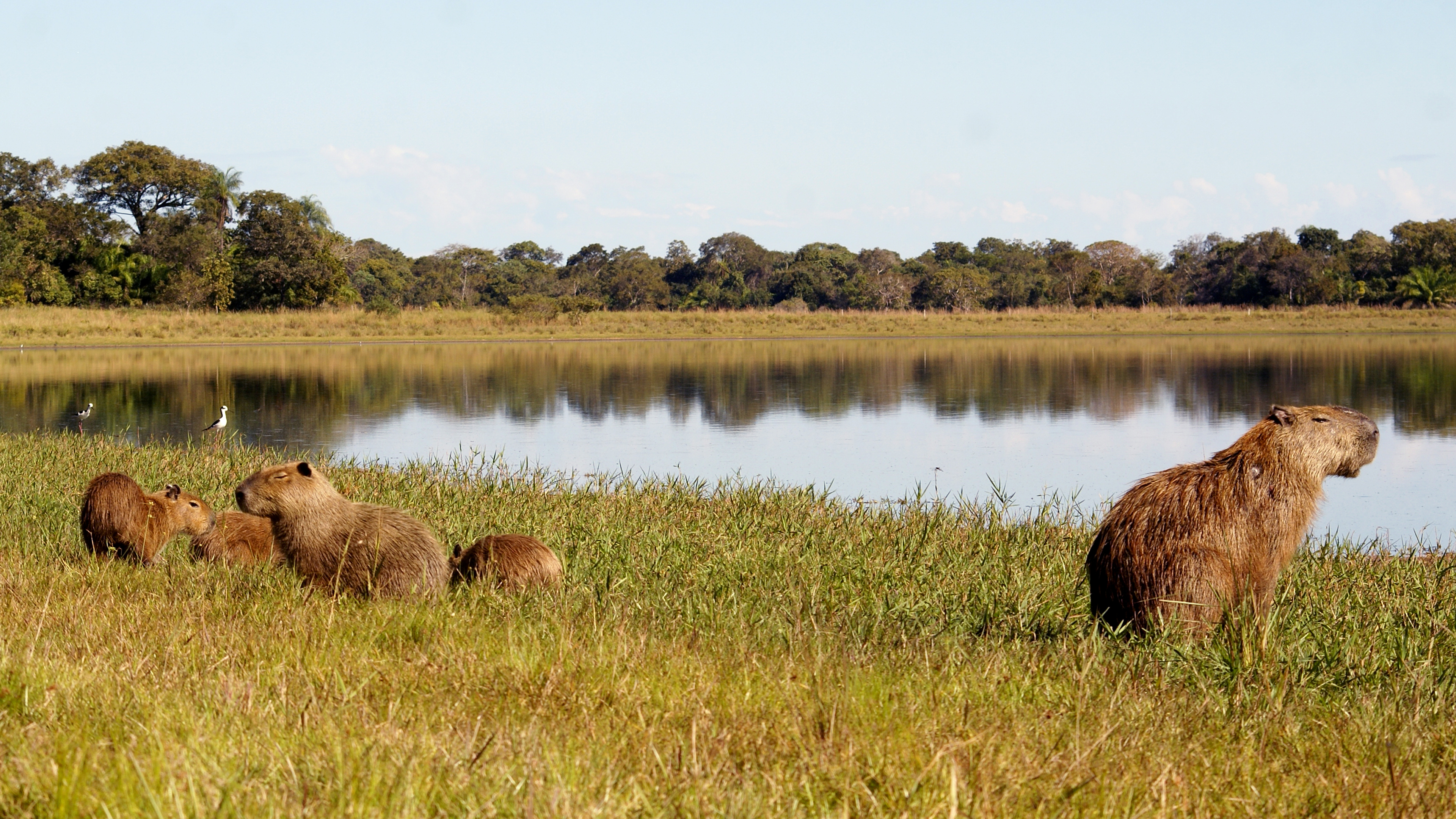 Capybaras an einem Seeufer im brasilianischen Pantanal