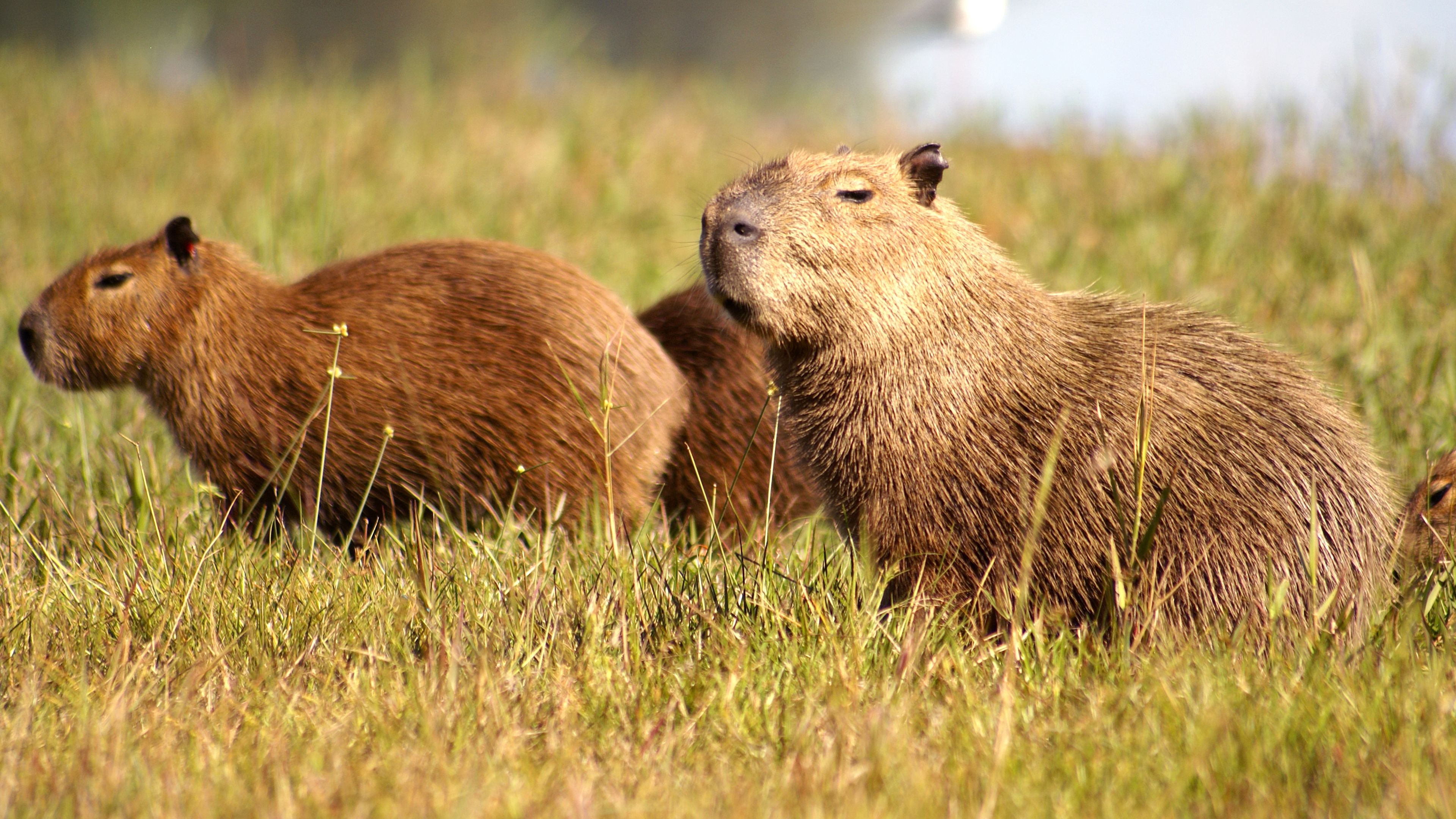 Capybaras aus der Nähe auf einer Wiese sitzend