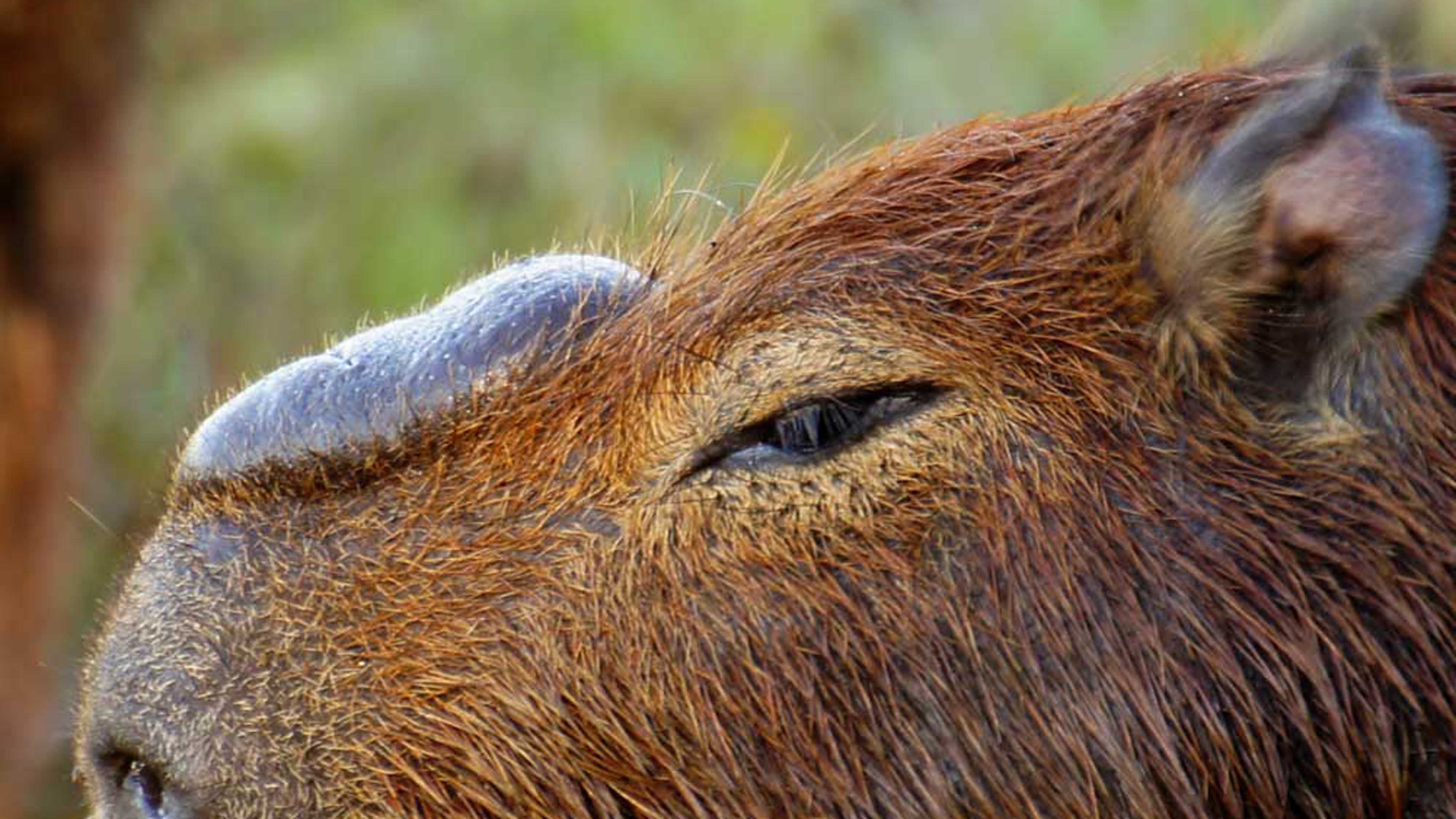 Nahaufnahme der Nasendrüse eines Capybara-Männchens