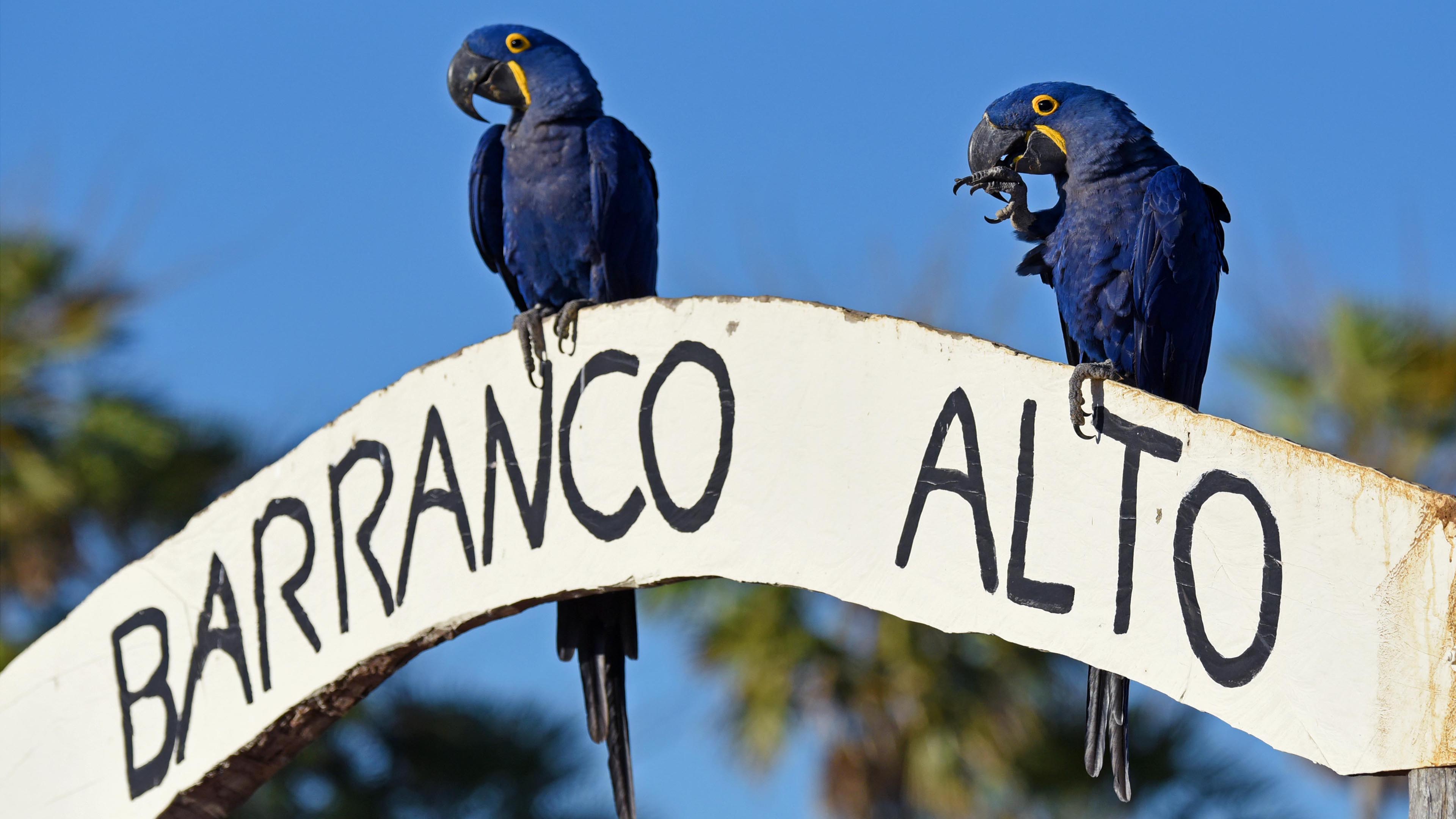 Zwei Hyazinth-Aras sitzen auf einem Schild mit der Aufschrift: Barranco Alto