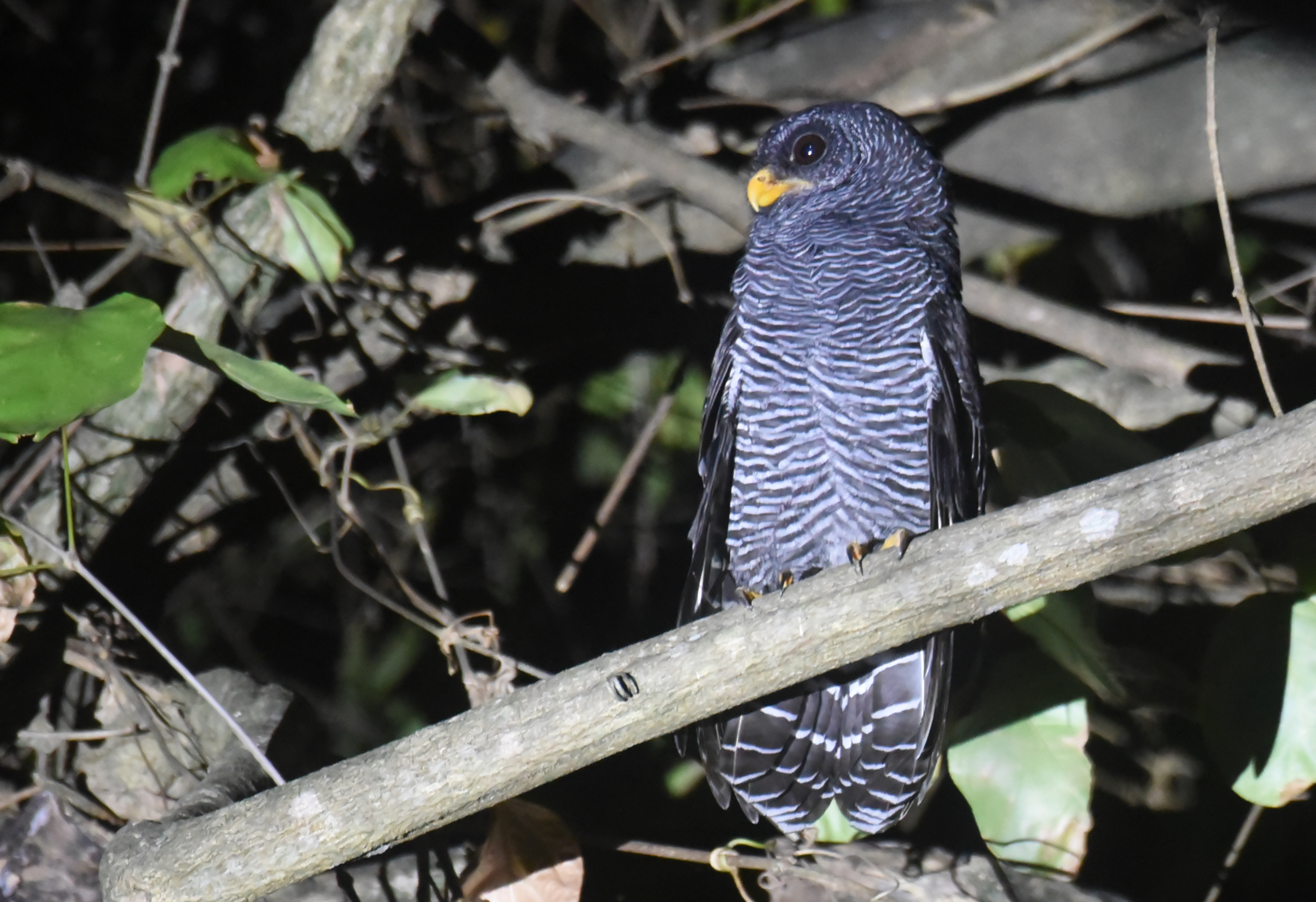 Eulen und Käuze im Pantanal