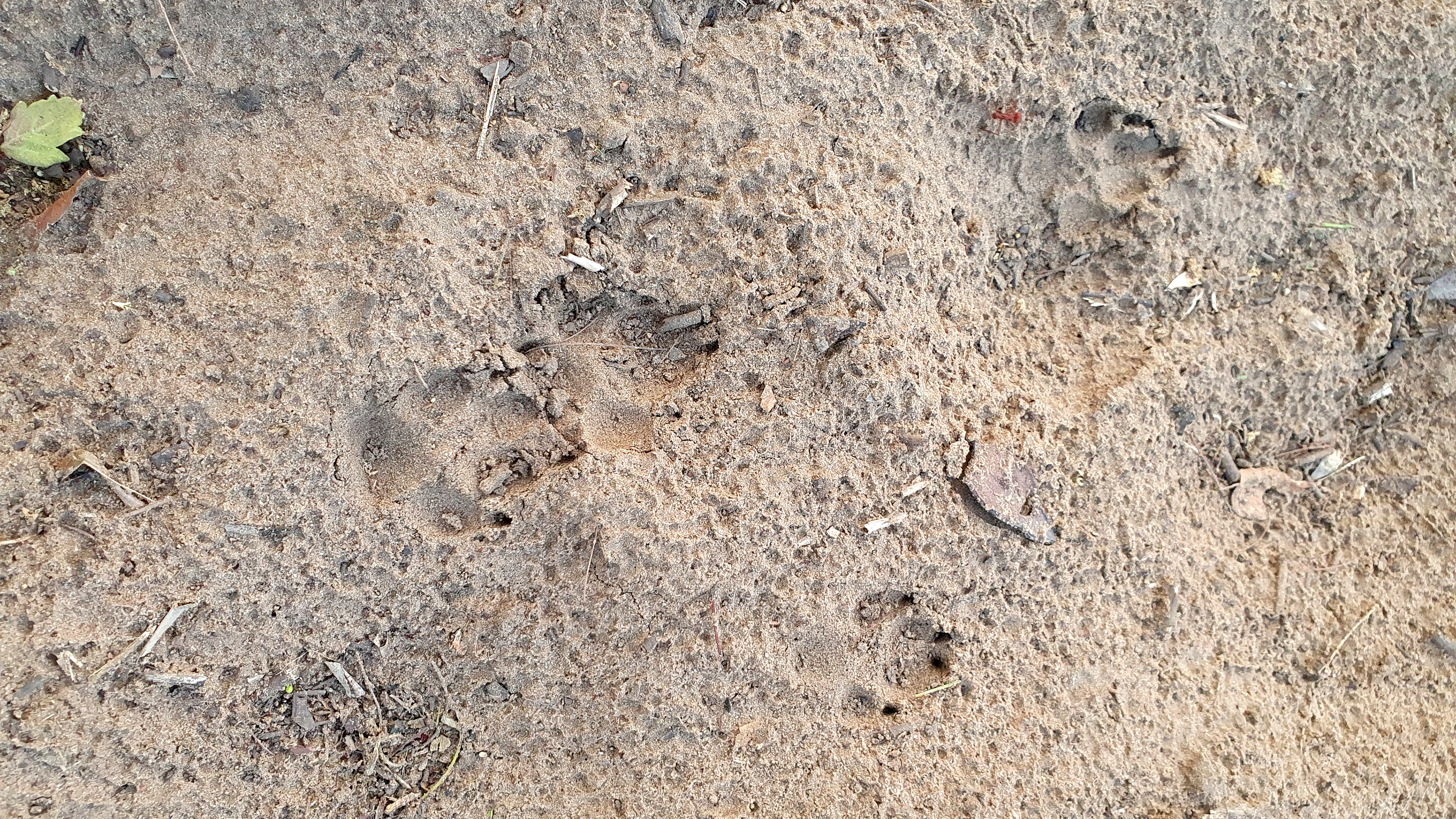 Fuchs-Spuren am Boden