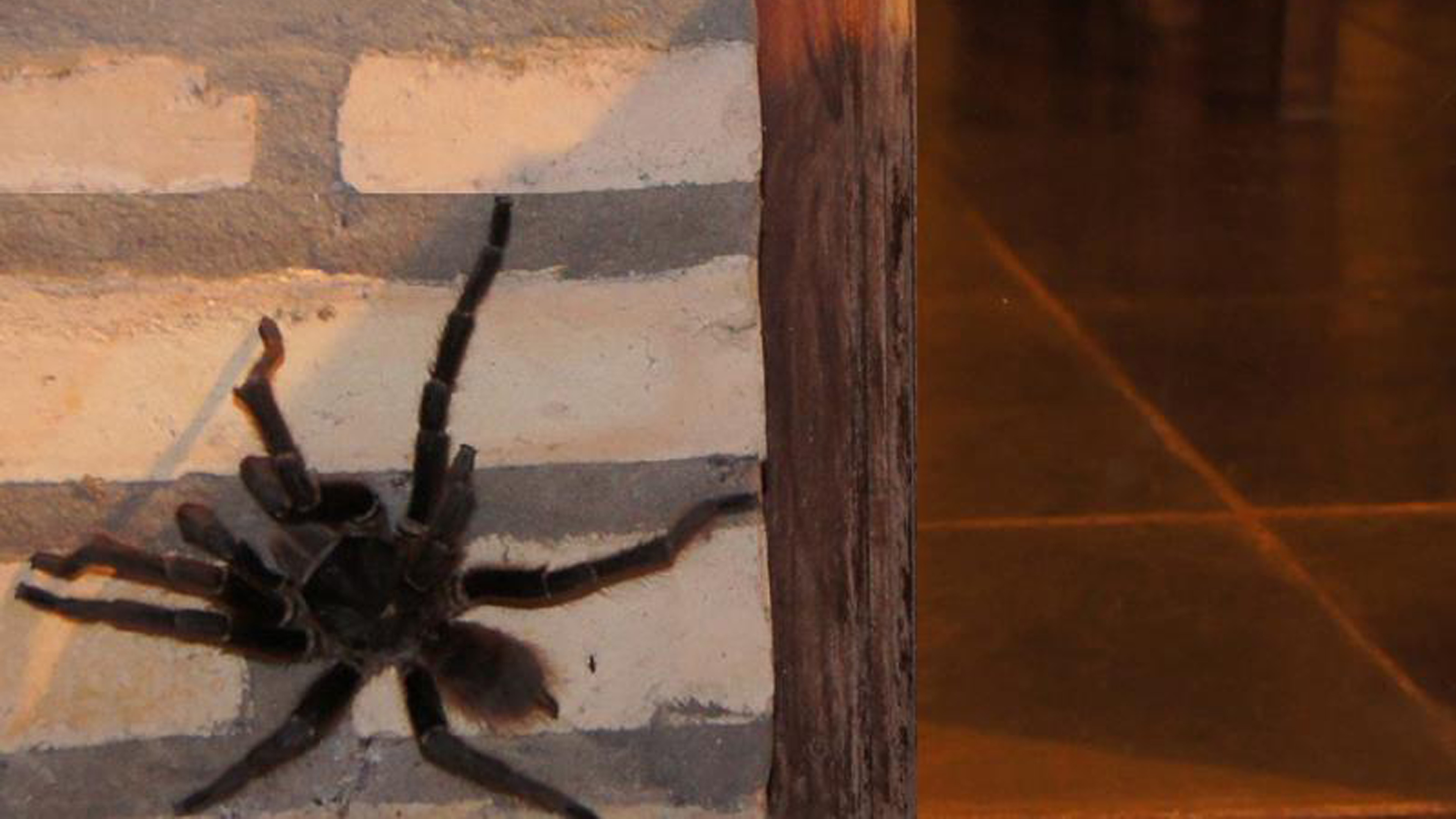 Spinne