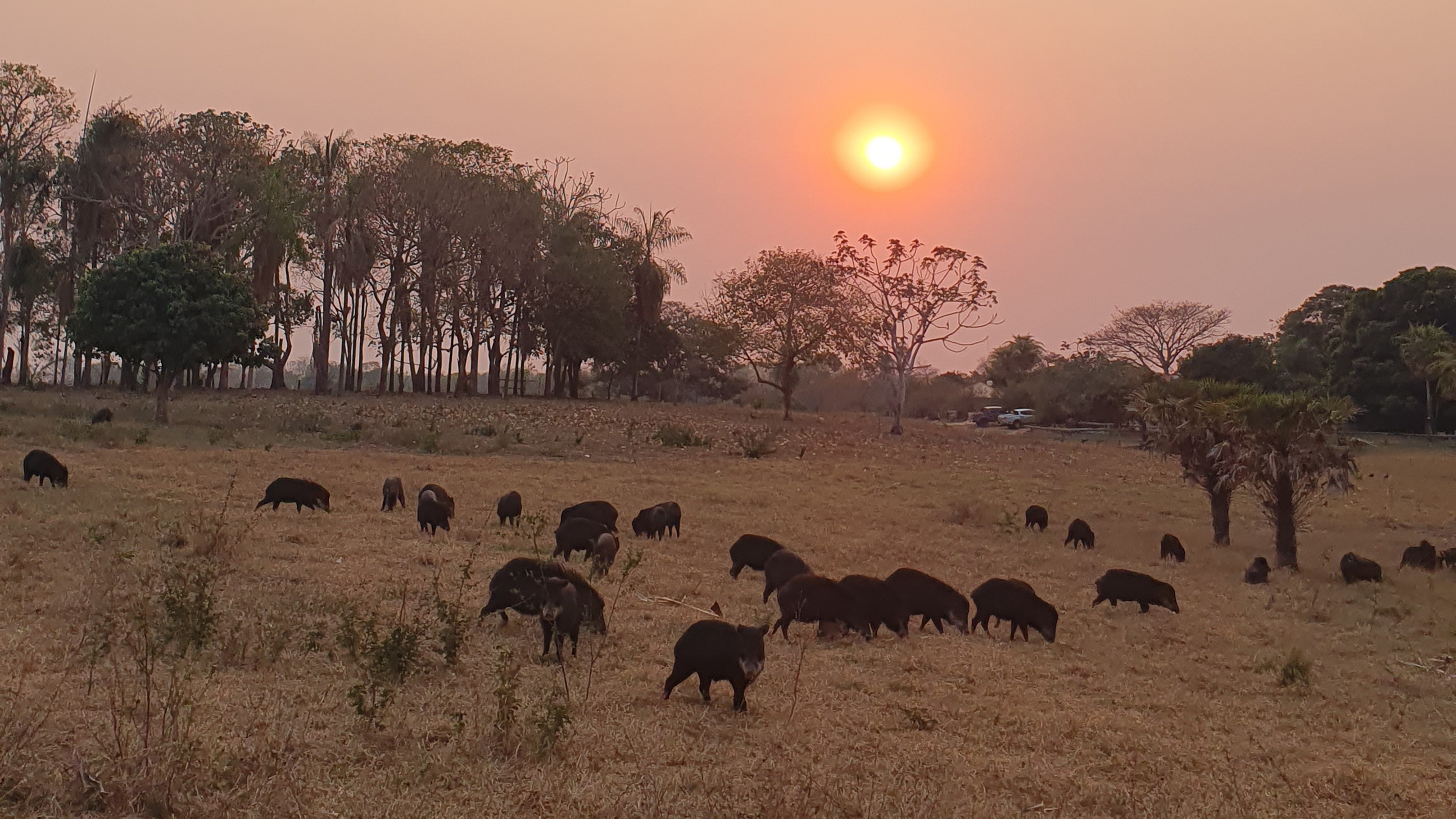 Peccaries im Sonnenuntergang