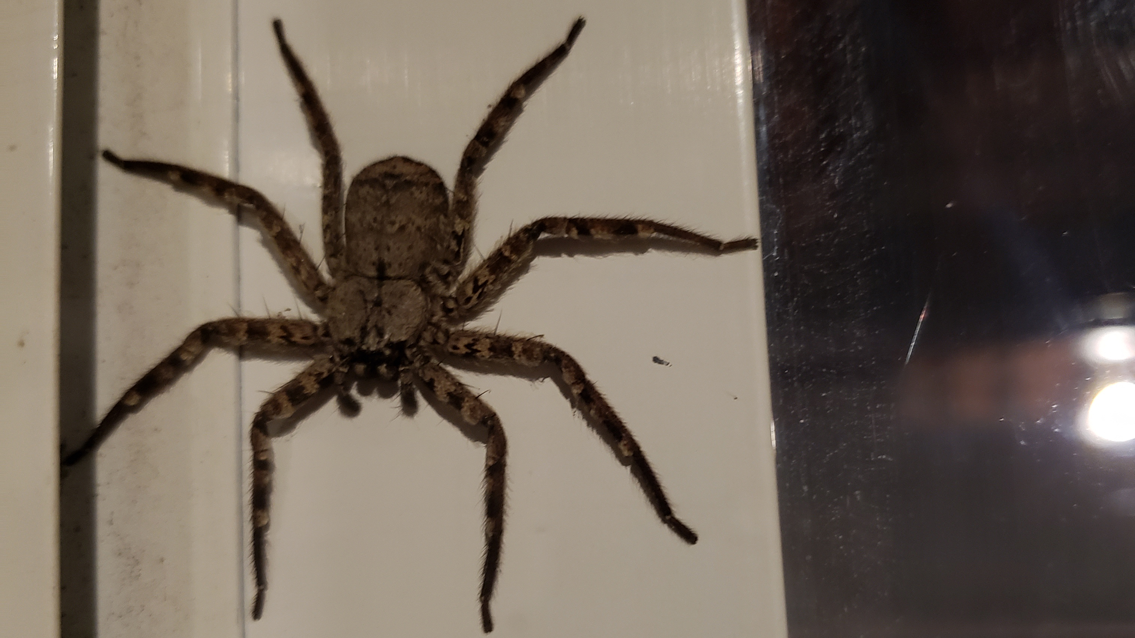 Spinne