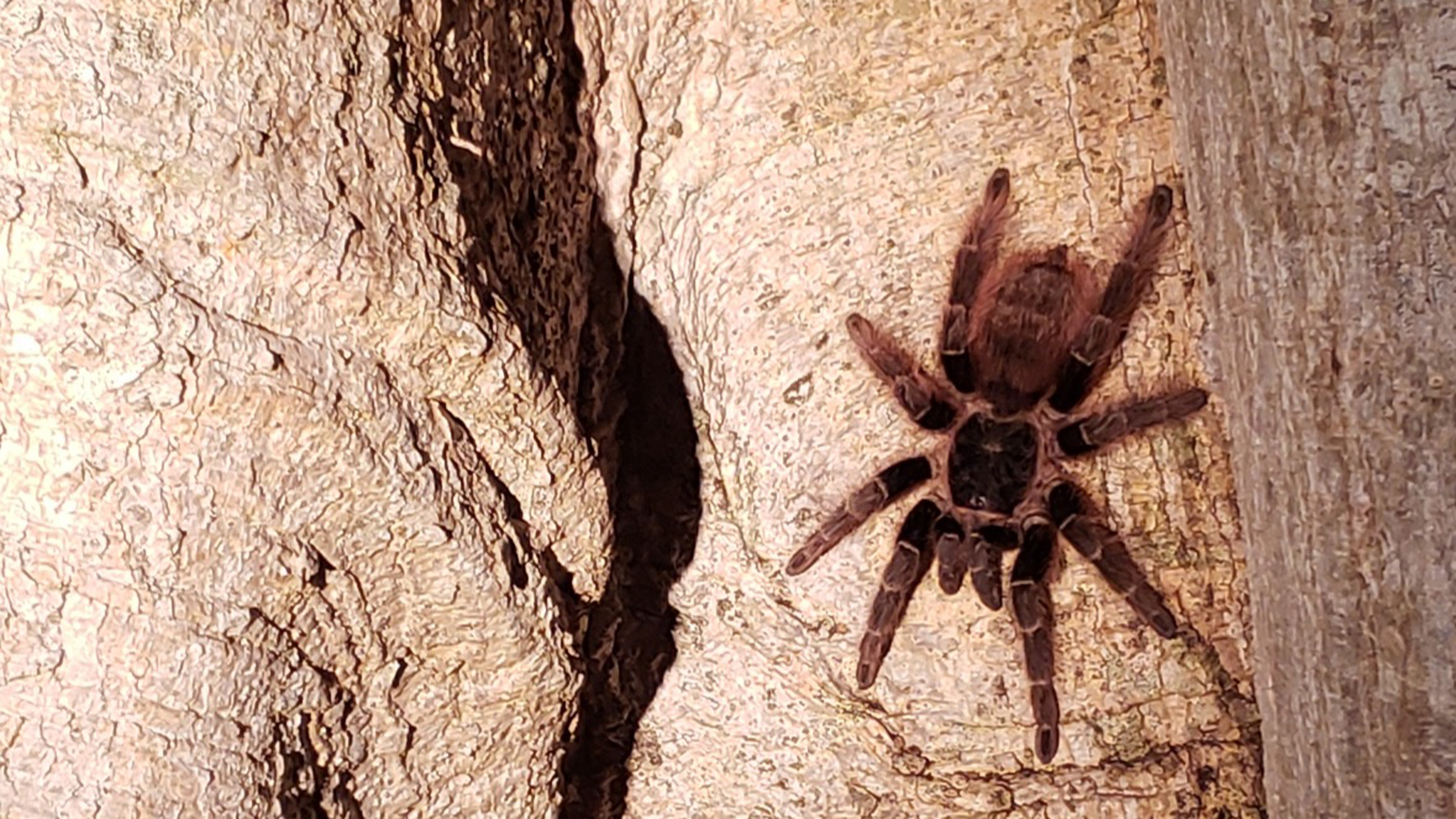 Spinne