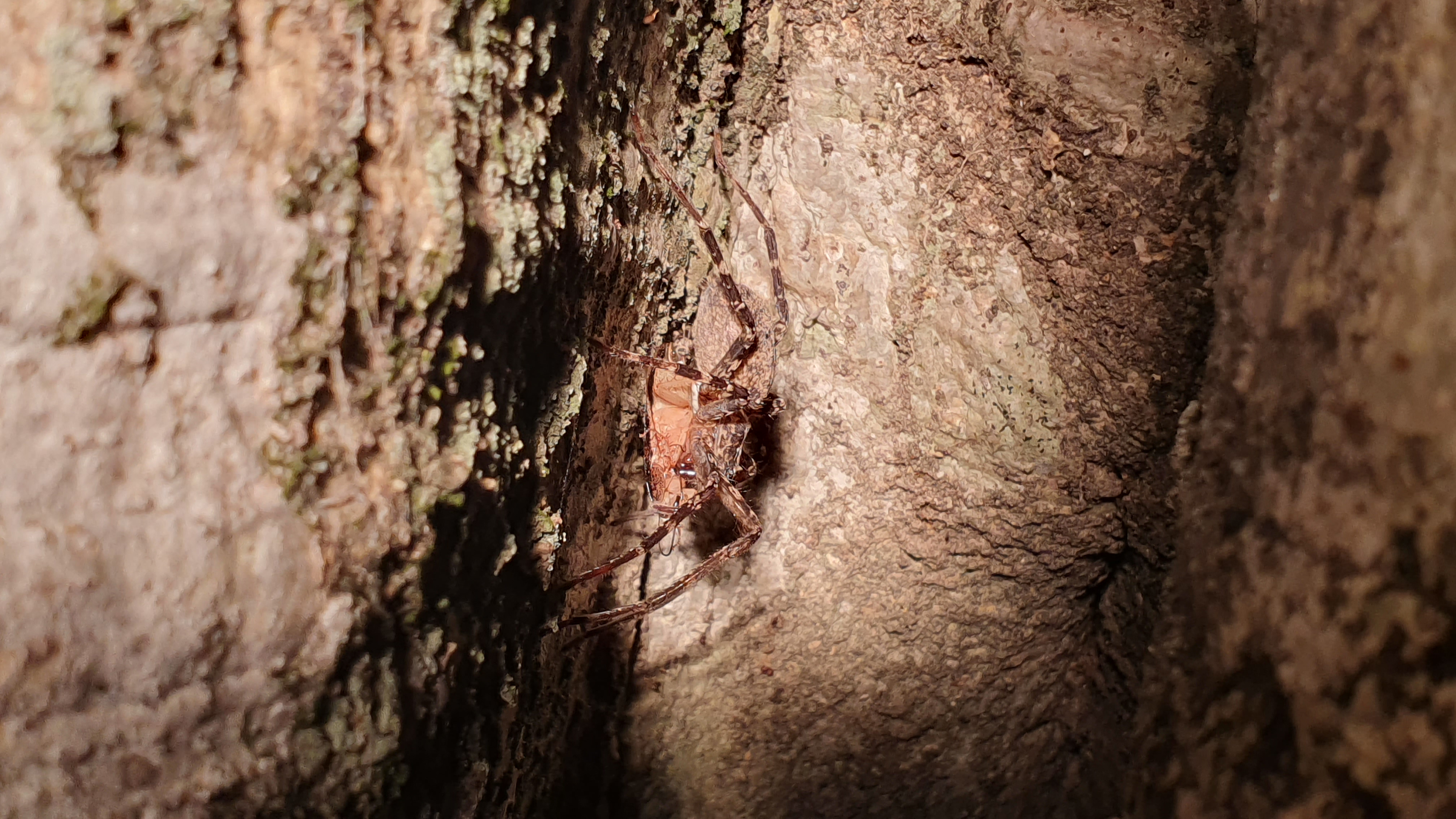 Spinne