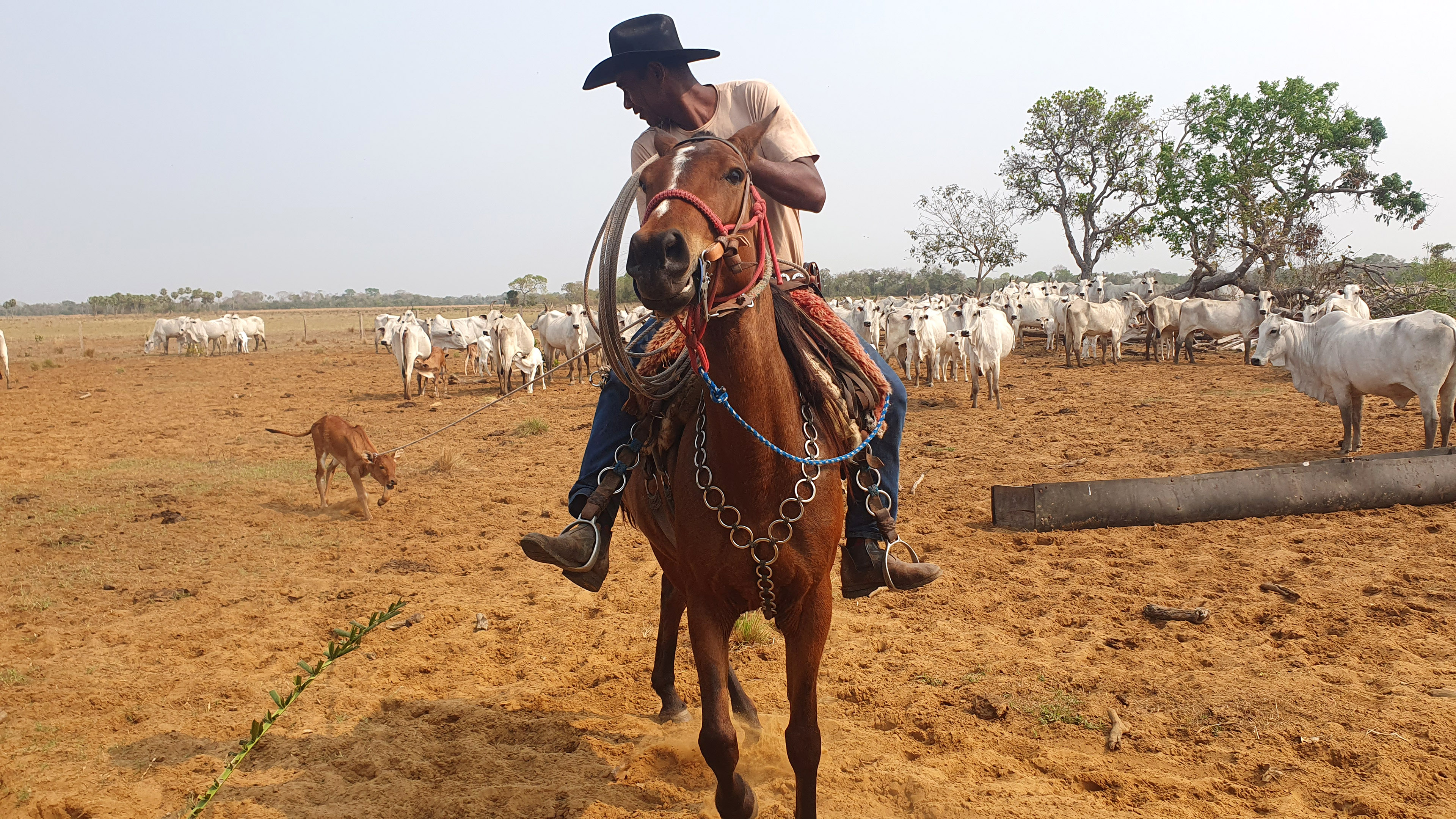 Cowboy im Pantanal reitet vor einer Rinderherde her