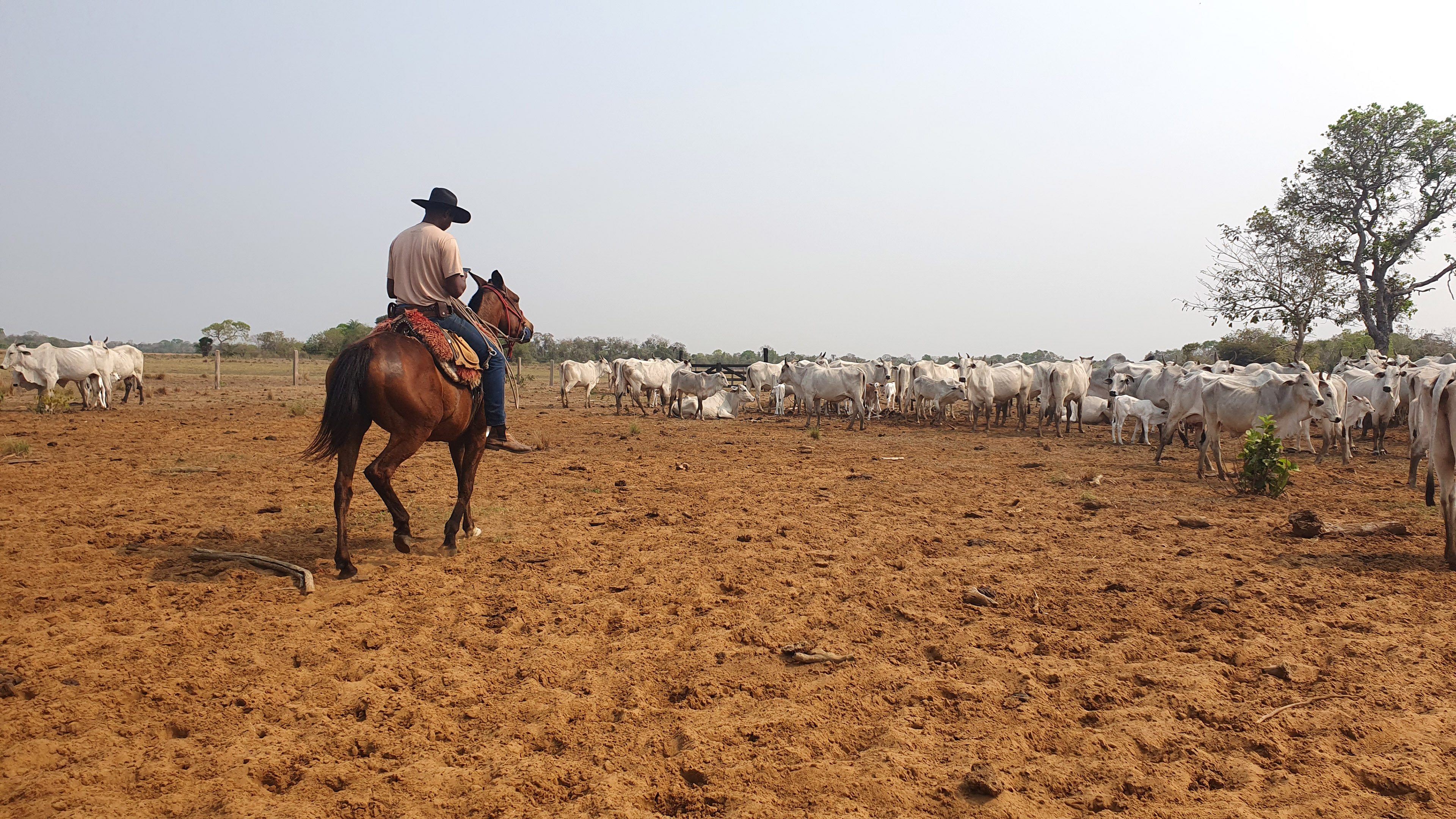 Cowboy auf dem Pferd vor einer Rinderherd
