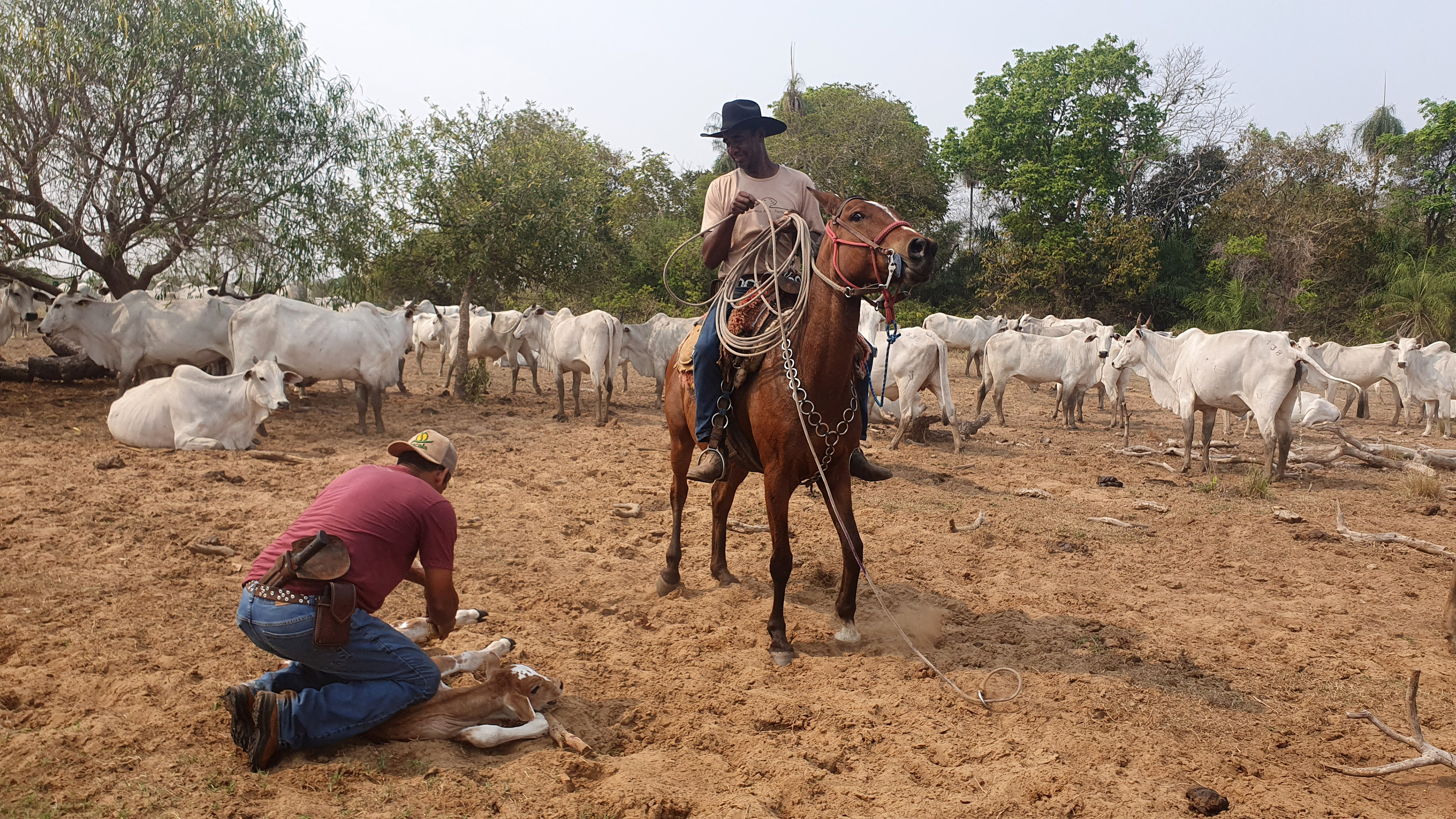 Zwei Cowboys und eine Rinderherde