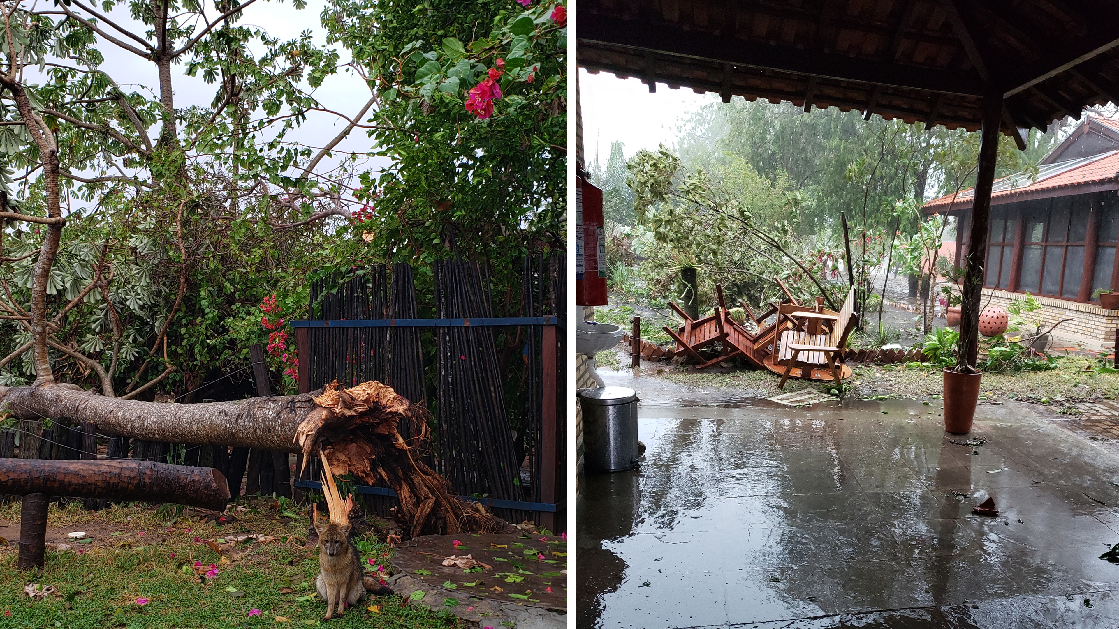 Entwurzelter Baum und verwüstete Terrasse an Lydias Forschungsstation im Pantanal