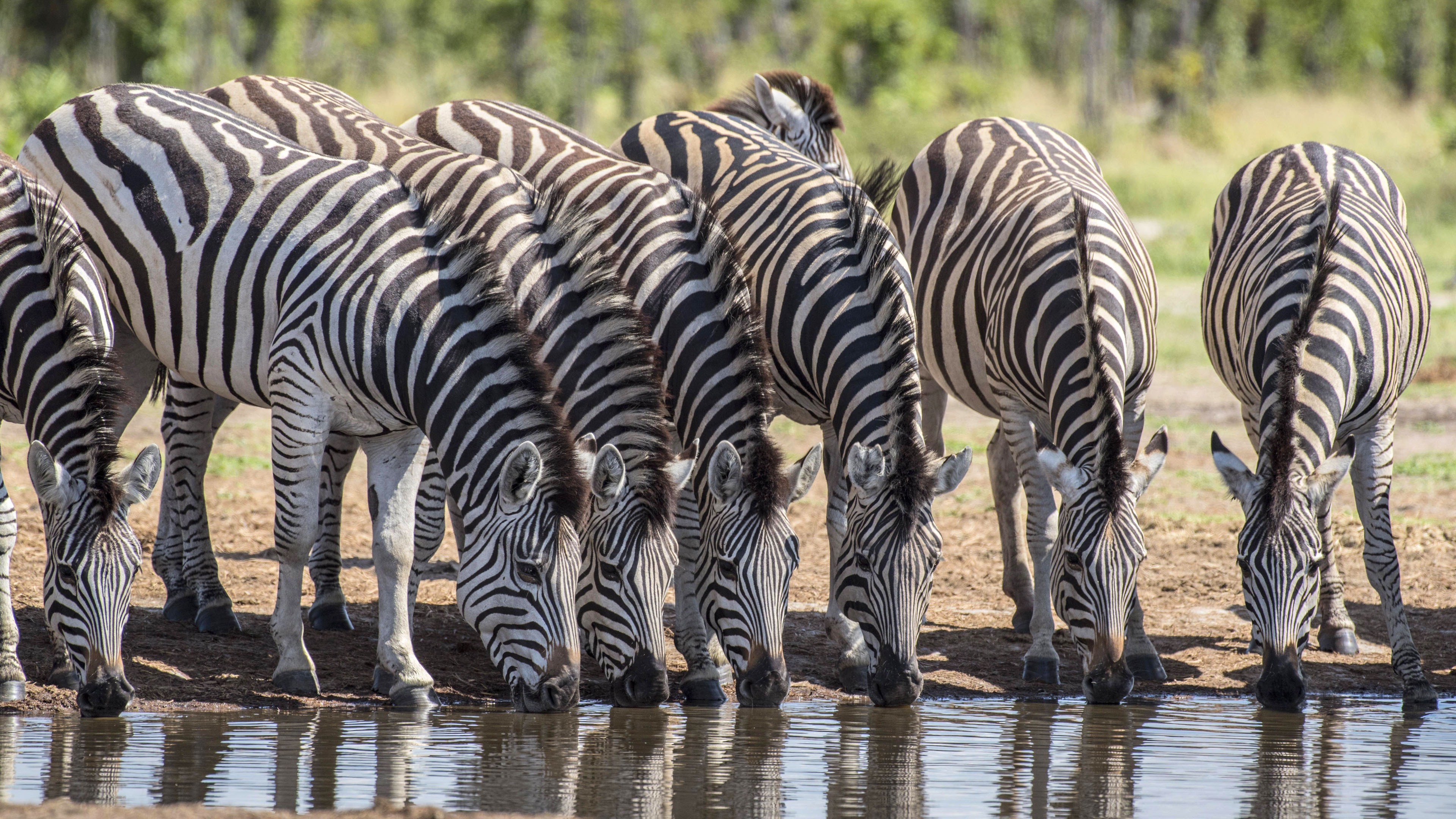 Zebraherde trinkend an einem Wasserloch