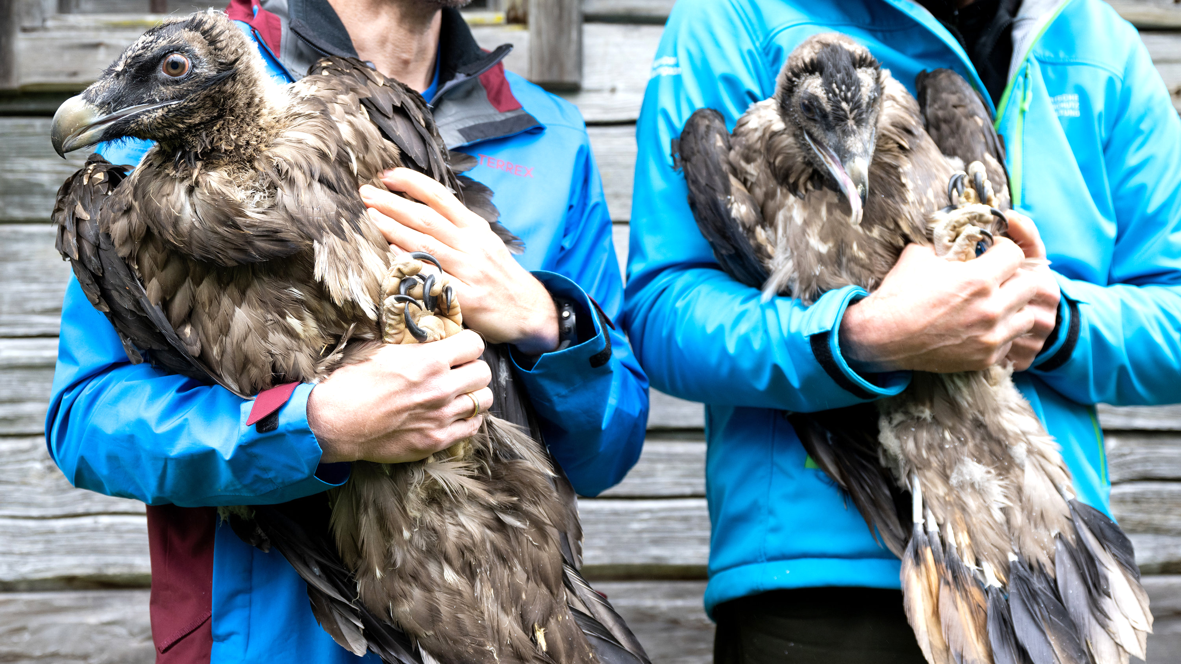 Mitarbeiter im Nationalpark Berchtesgaden zeigen die Bartgeier Sisi (links) und Nepomuk vor ihrer Auswilderung