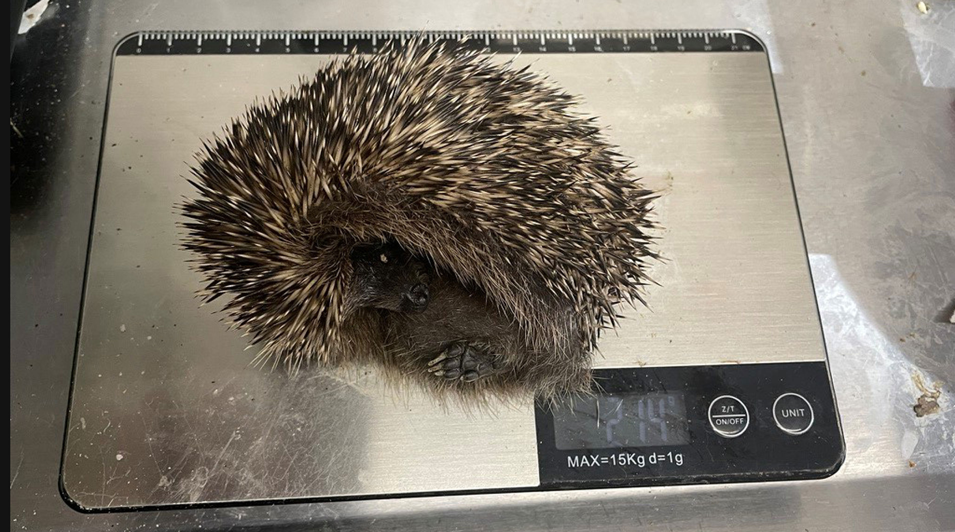 Bildrechte: WDR Das Bild zeigt einen zusammengerollten Igel, der auf einer digitalen Waage liegt. Seine Stacheln sind dicht geschlossen, während kleine Pfoten und ein Teil seiner Nase sichtbar sind; die Waage zeigt ein Gewicht von 214 Gramm an.