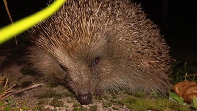 Bildrechte: Privat Das Bild zeigt einen Igel in Nahaufnahme, der sich auf einem Stück Erde oder Gras befindet. Sein Gesicht ist gut zu erkennen, mit einer feuchten Schnauze und kleinen, dunklen Augen, die leicht reflektieren. Die Stacheln des Igels sind dicht und gut sichtbar, während der Hintergrund dunkel ist.