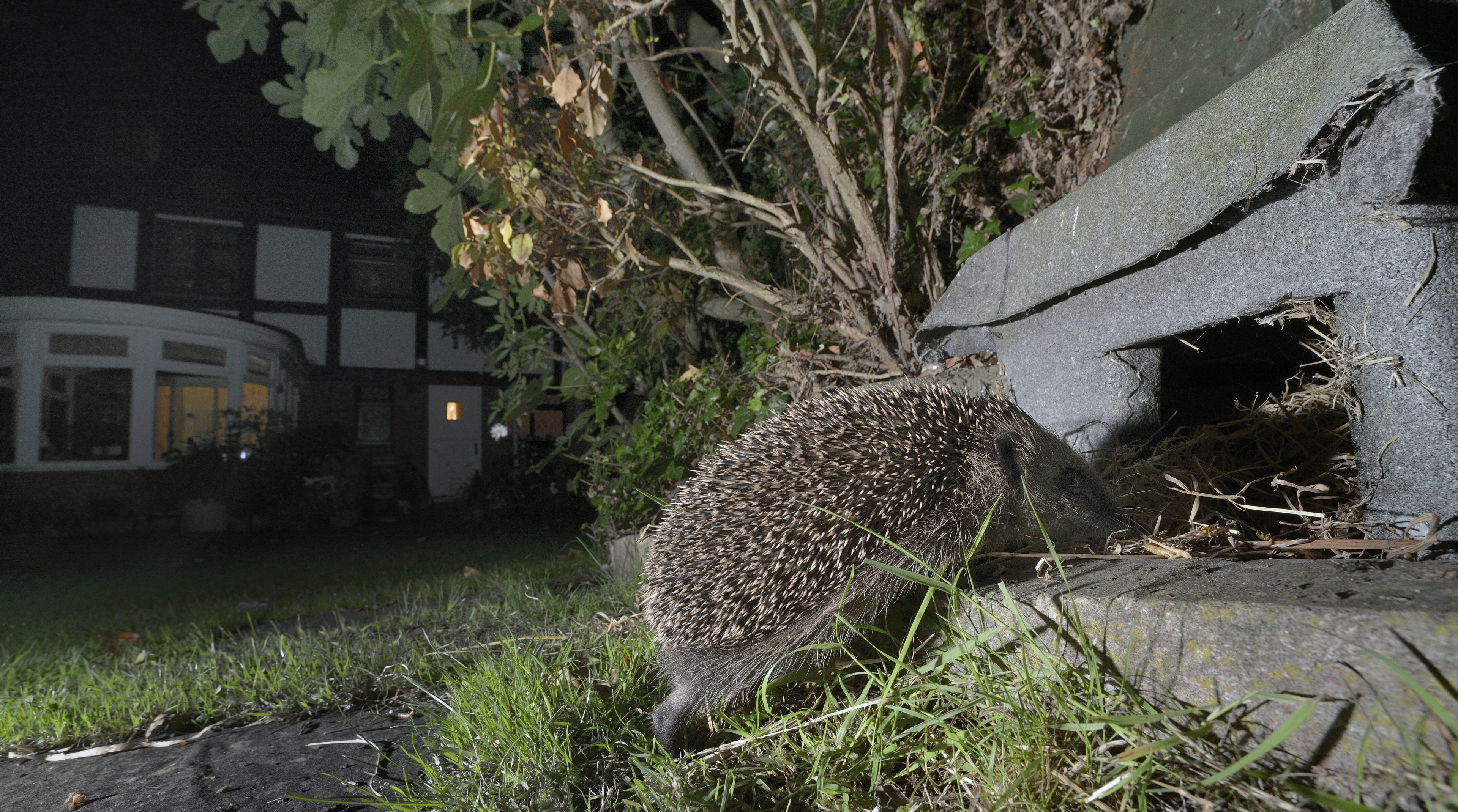 Bildrechte: IMAGO/Nick Upton In einem Garten läuft ein Igel in einen Unterschlupf aus Steinen.