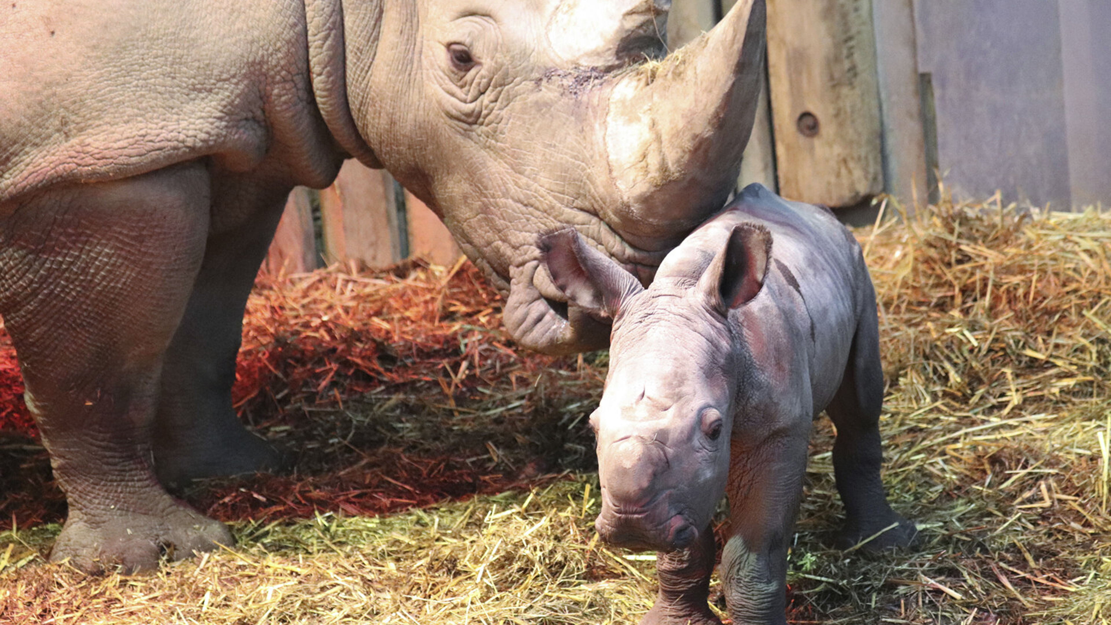 Bildrechte: picture alliance/dpa/Zoo Dortmun