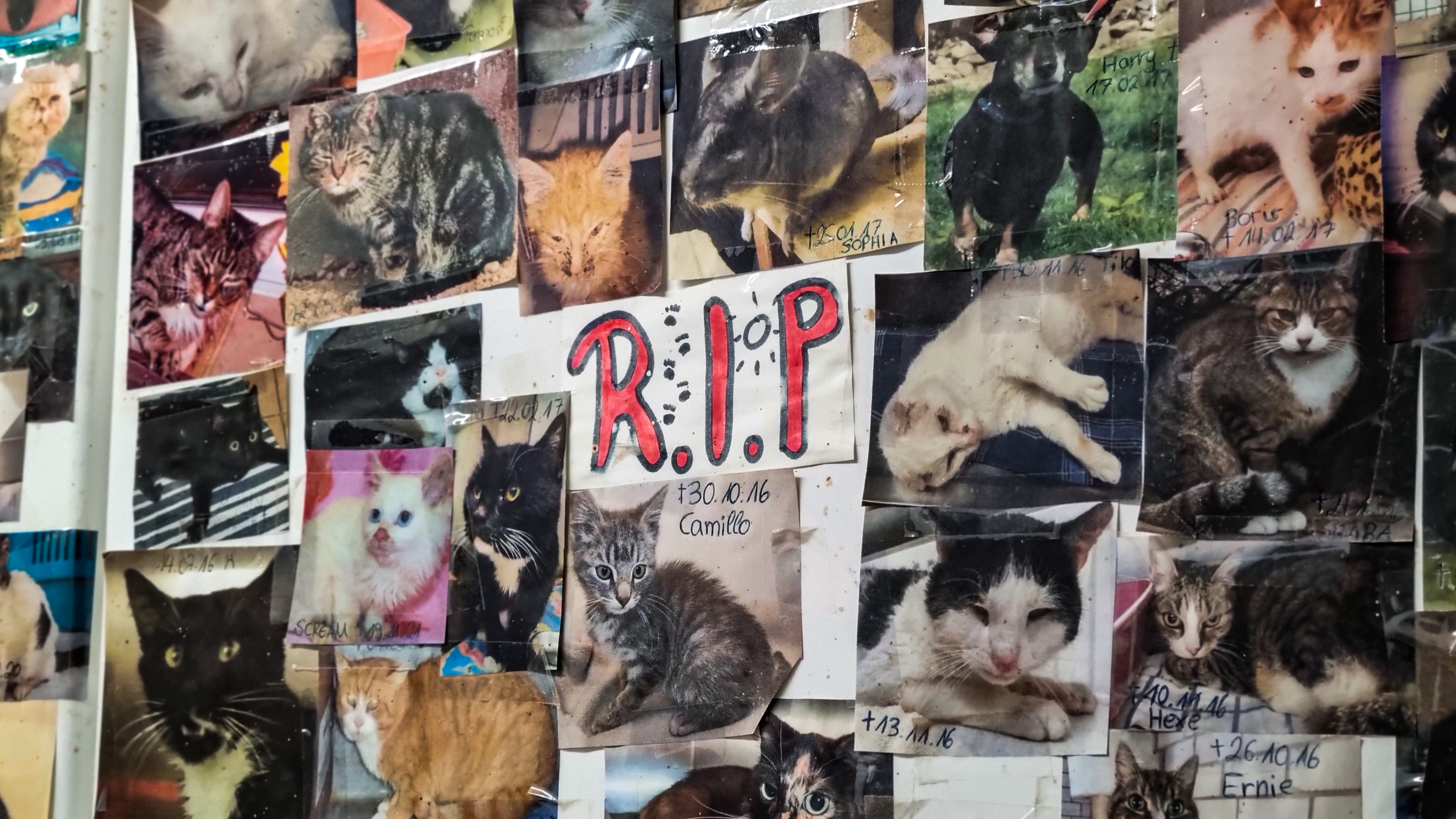 Ein Plakat mit Katzen