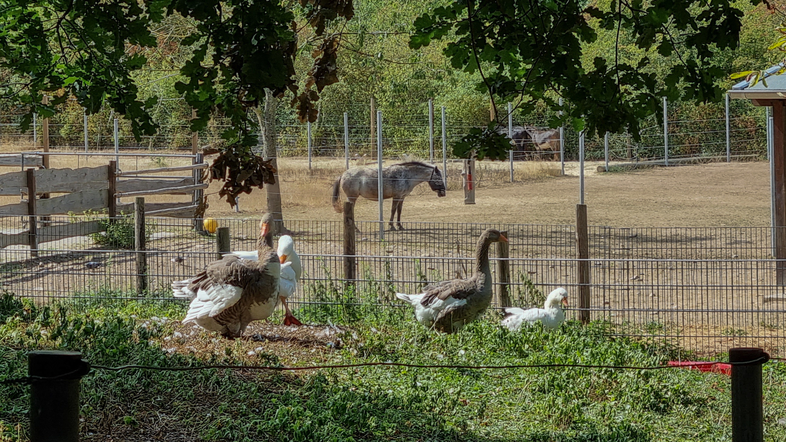 Ein Pferd steht auf einer Koppel, Gänse sitzen in einem Gehege