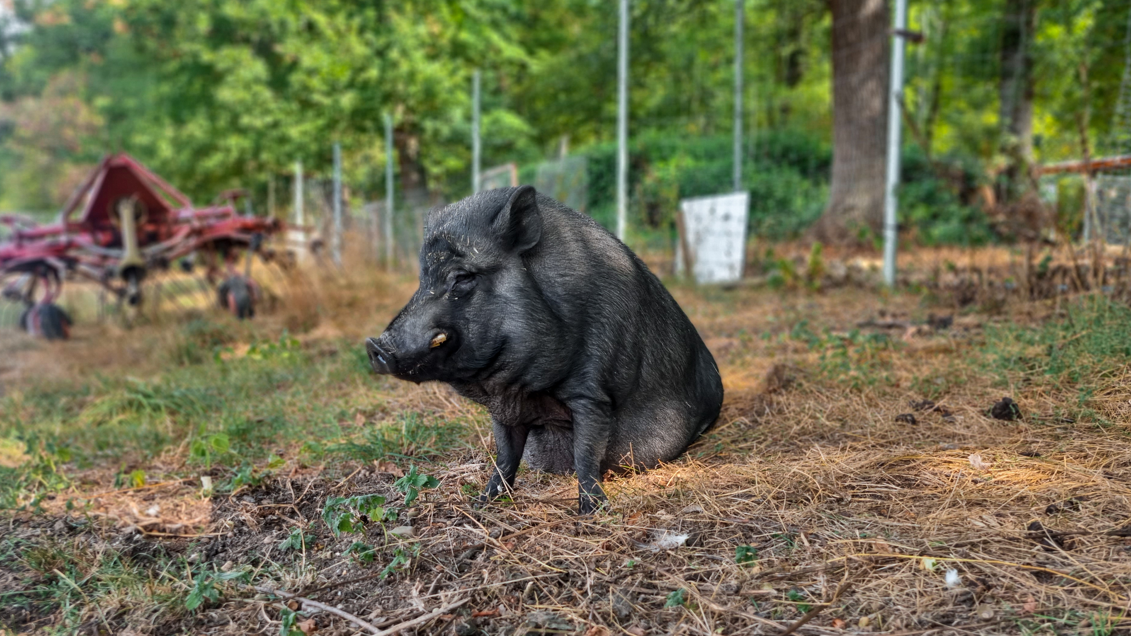 Ein Schwein sitzt auf einer Wiese.