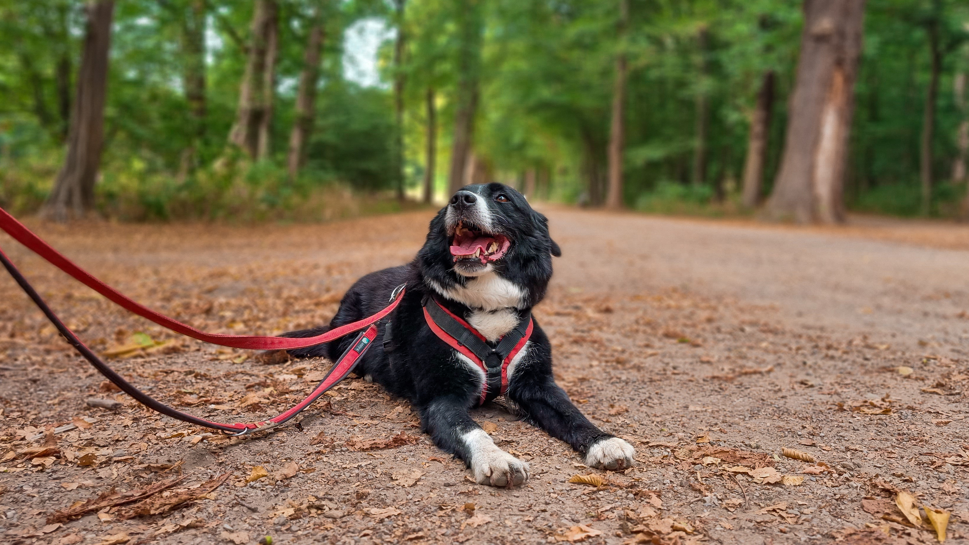 Ein Hund liegt auf dem Boden