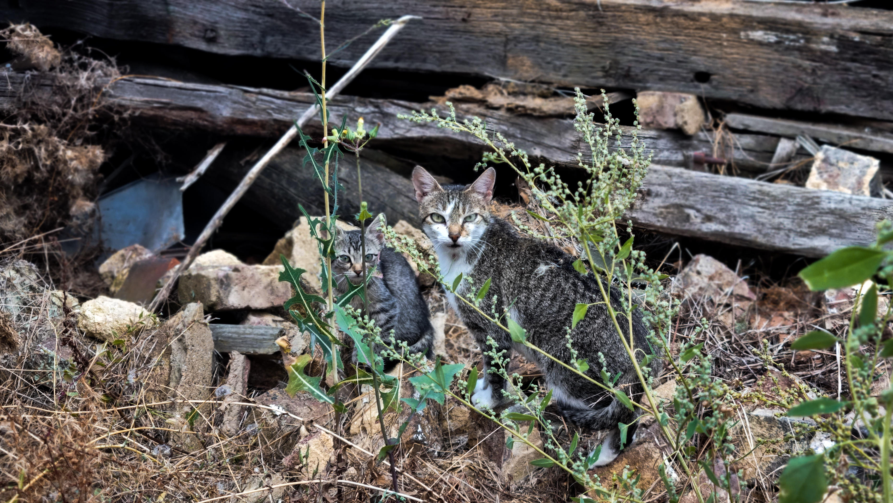 Zwei Katzen in ihrem Gehege in einem Tierheim